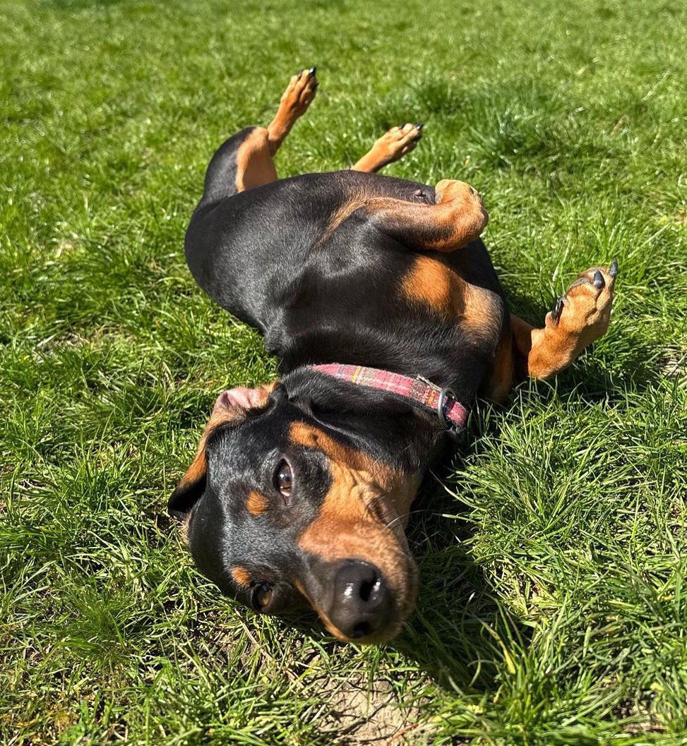 Life is better upside down 🙃
#sausagedoglove #cutedachshund #smilingdog #dogboardingkennels #funnydachshund #sillysausage #doglover