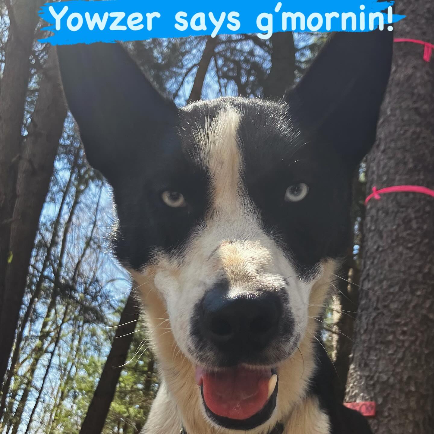 Yowzer says see ya soon at SLED DOG CAMPS! #hilltownsleddogs #sleddogcamp #alaskanhuskiesofinstagram #lovelove