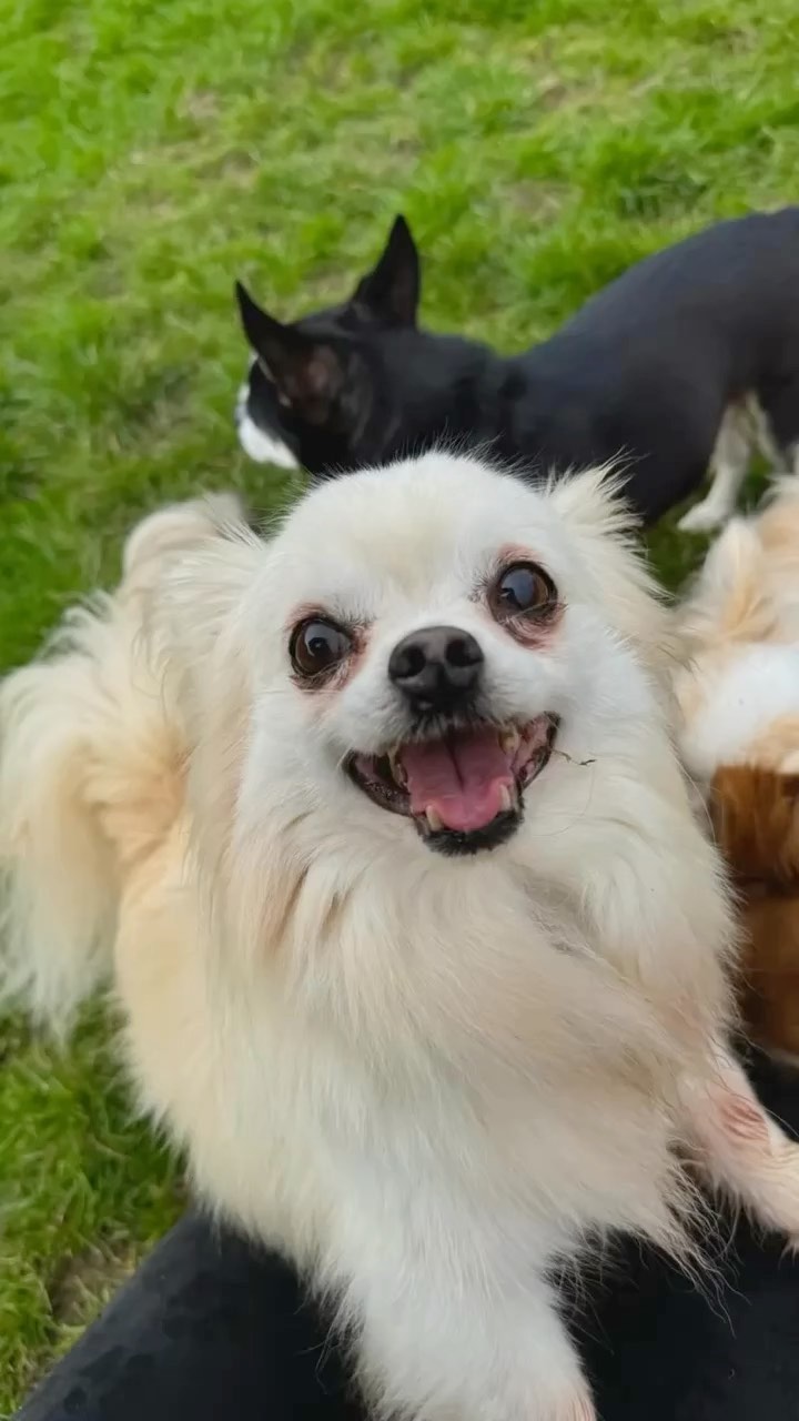 Spring adventures with our furry friends! 🌸 🐶 🐾
#dogboarding #dogshavingfun #doglover #chihuaha #dogkennels #dogboardingbusiness #dogsholiday #funnydogs #doghotel #cutedog #dogwalking #yorkshiredogs #furryfun