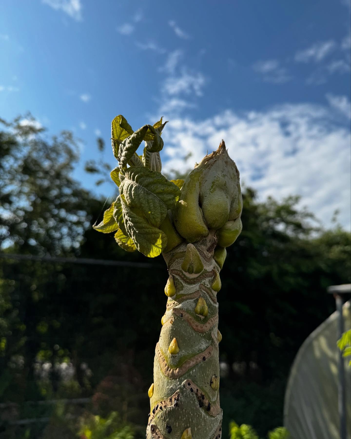 I would say that one of our #brassaiopsis mitis is budding up to flower, only time will tell…. #hardytropicals #plantsmakepeoplehappy