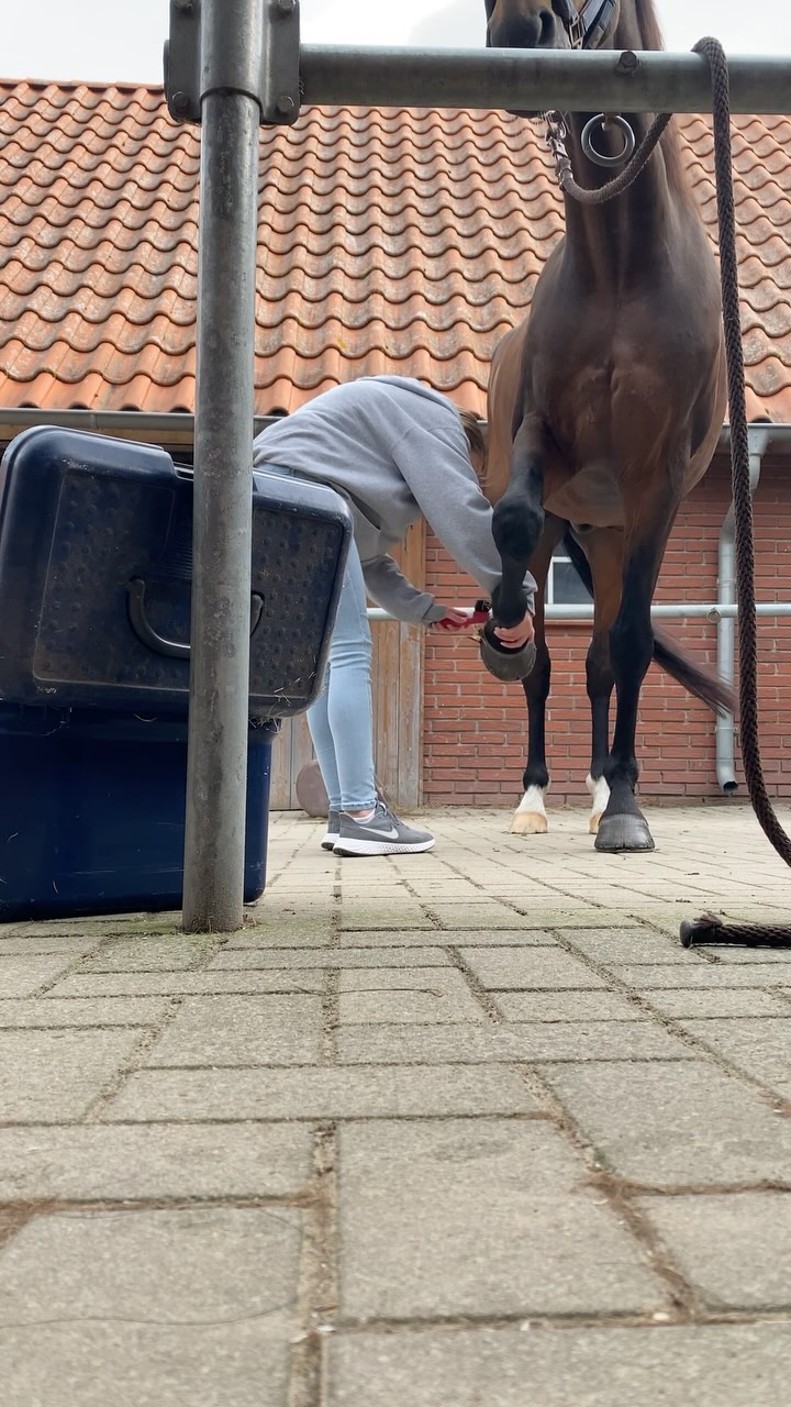 Hörst du deinem Pferd zu? 🐴👂
Ich sehe oft, dass Pferde geschlagen oder angeschrien werden, nur weil sie beim Putzen unruhig sind oder mit dem Huf scharren.
Aber warum machen Pferde das überhaupt?
👉🏻Sie äußern ihr Unwohlsein! Und genau das wollen wir doch – dass unser Pferd sich mitteilt.
❔Vielleicht ist ihm langweilig oder es sucht Aufmerksamkeit.
❔Vielleicht möchte es zu seiner Herde.
❔Oder – ganz wichtig – es hat Schmerzen!
Wenn ein Pferd nur an bestimmten Körperstellen so reagiert (z. B. Hals, Bauch, Rücken), dann tut ihm dort möglicherweise etwas weh. Das sollten wir ernst nehmen, nicht bestrafen.
Respekt, Kommunikation & Vertrauen gehen immer in beide Richtungen. Bevor wir unser Pferd zurechtweisen, sollten wir hinterfragen, warum es sich so verhält.
👉 Fragst du dein Pferd beim Putzen nach Konsens? Schreib es in die Kommentare! ⬇️🐴
#pferklaert #pferd #pferdetherapie
#ernährungsberatung #futterberatung #pferdefutter #pferdegesundheit #fütterung #pferdewissen #pferdehaltung #reitsport #equestrian #wissenswert #pferdetipps #propferd #pferdetraining