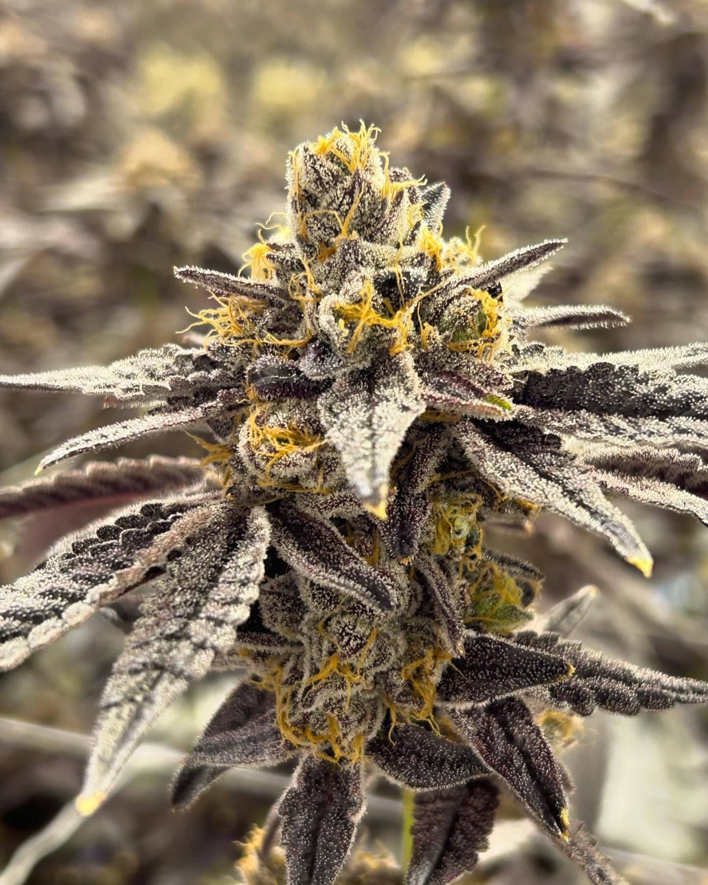 Beautiful, frosty and such a loud crop coming down on Monday! Get ready for a limited drop of Jr. Mintz and Lemon OG Haze comin at ya! 🥶🔥👊🏽
❌ Not for Sale ❌
For hemp educational purposes only