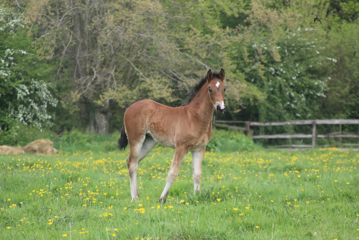 Petite Étoile de JIMA - 1mois ✨