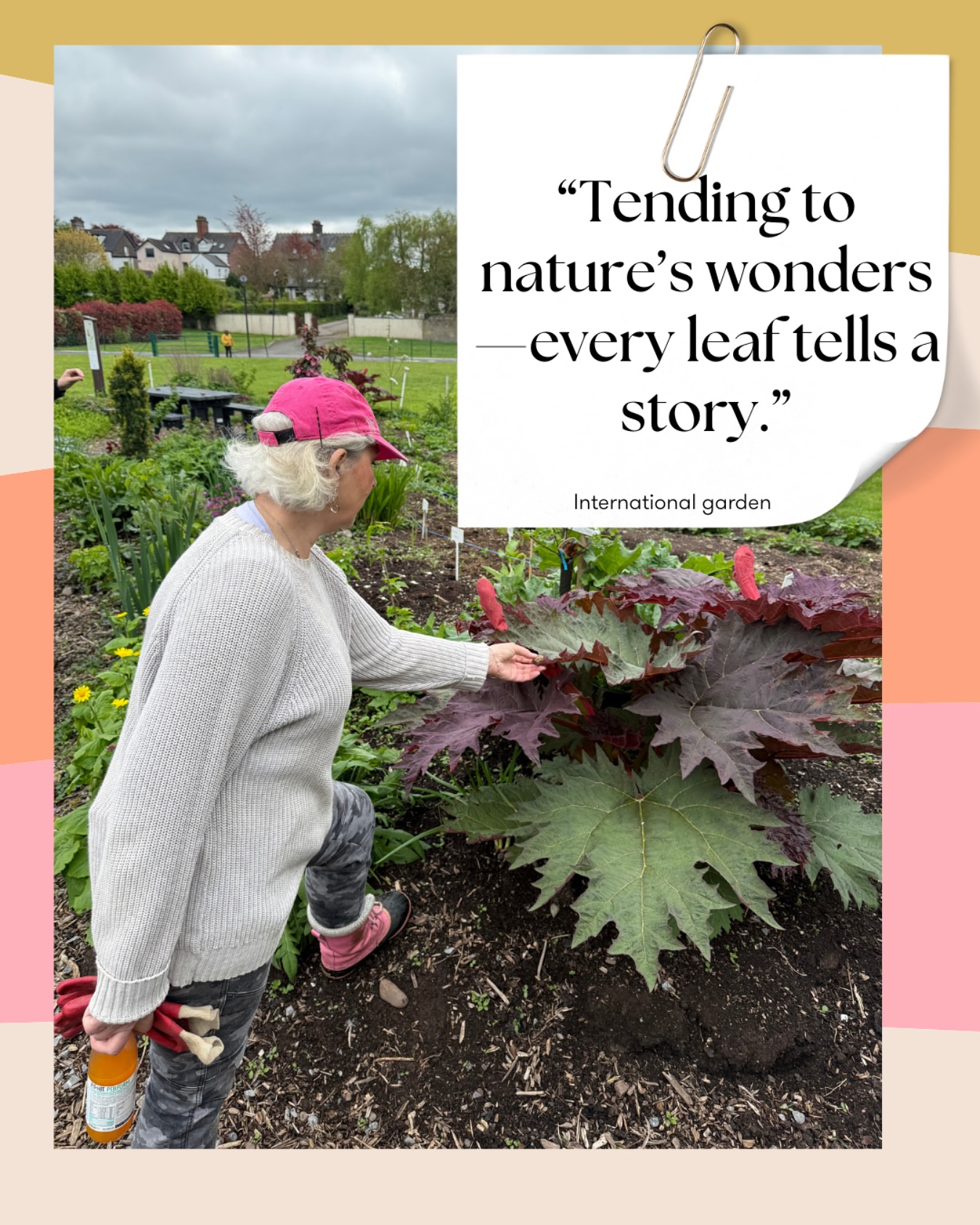 Tending to nature’s wonders—every leaf tells a story.
In the garden, time slows down. Every plant we care for is a reminder of patience, growth, and connection. Whether it’s the vibrant hues, the unique textures, or the quiet resilience of each leaf, nature speaks—if we take the time to listen.
Here’s to the joy of gardening, the beauty of community, and the stories unfolding in every corner of our shared green space.
#GardenLife #NatureLovers #UrbanGardening #EveryLeafAStory #CommunityGarden #GreenSpaces