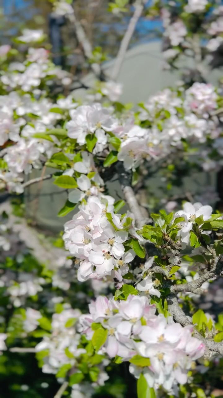 🌷 Sounds of Spring in my garden. What can you hear?
The drama of the tulips under the apple blossom is intoxicating. The perfumes and vibrations from all these plants, attracting wildlife feels like heaven. 🌷🌸🐦⬛❤️
🌷 Another sound of Spring will be my song “Breath of Spring” - and I am pleased to say I will finally be releasing my original album that this features on at Beltane!! (May 2nd) - On all digital platforms for your free and unfettered enjoyment!
(If you can’t wait “Breath of Spring” is available as a single already - link to listen in bio)
#blessingsofspring #intoxicatingflowerscent #tulips #appleblossom #springtime #beltane #newrelease #gratitudeforlife #soundsofspring #