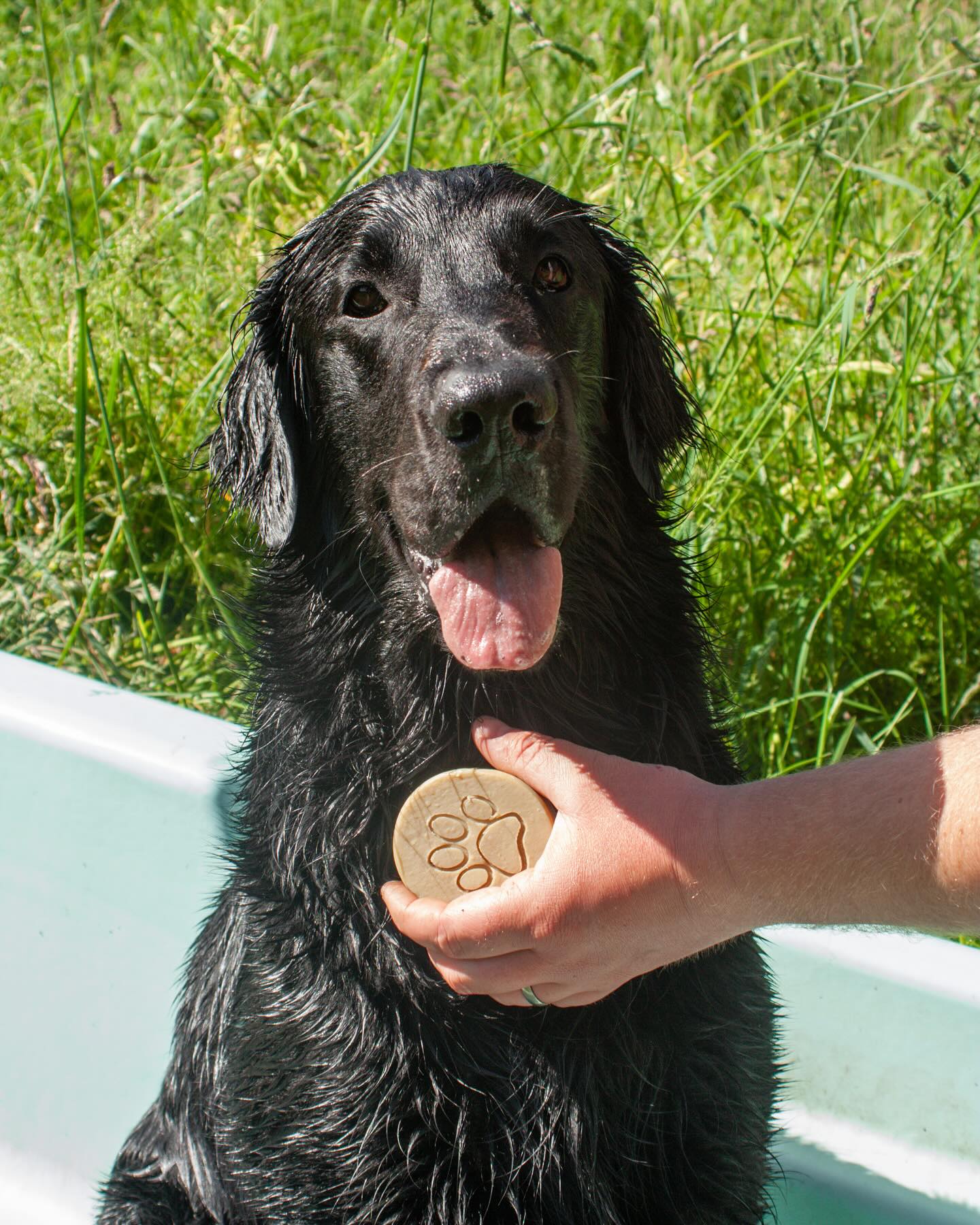 HAPPY BIRTHDAY FREDDIE 🎈
Happy 6th birthday to our eldest fur baby, doggie best man & pet shampoo model
.
#marshvalleysoap #marshvalley #flatcoatedretriever #birthdayboy #furbaby #petshampoo #goatsmilksoap