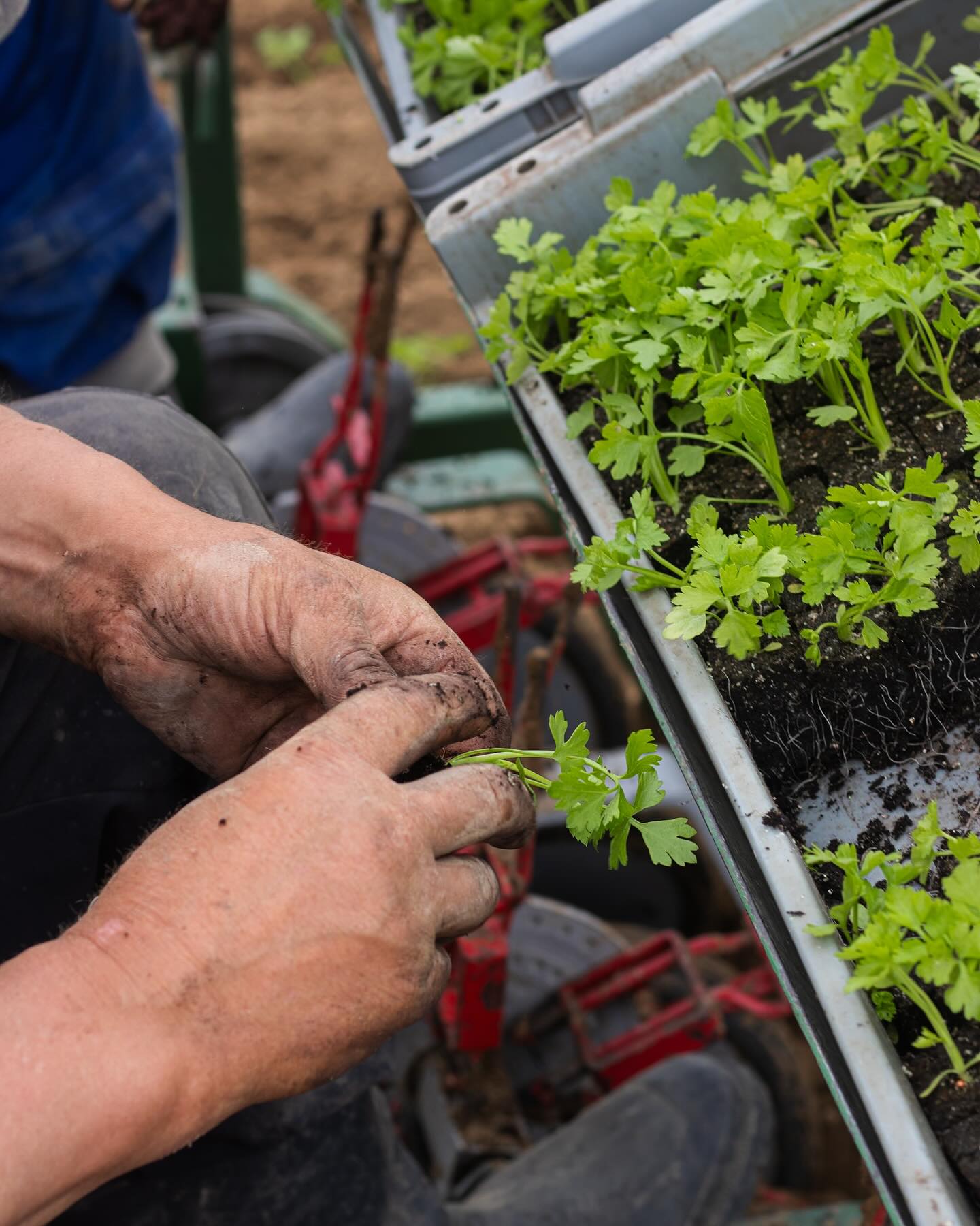 Heute haben wir einiges an Setzlingen 🌱 in den Boden gebracht. Ab KW 8 pflanzen wir alle zwei Wochen einen neuen Satz an Gemüsesetzlingen ins Freiland. Leider konnten wir heute wetterbedingt nicht so früh starten wie gewollt, aber am Ende haben wir alles im Boden dank Mitarbeit von Jung bis Alt. Jetzt freuen wir uns auf alles, was da Neues wächst. #pflanzen #pflanzenpflanzen #setzlinge #blumenkohl #brokkoli #sellerie #kohlrabi #weißkraut #rotkraut #kopfsalat #eichblatt #wochenmarkt #hofladenlang #saison #freiland #regional #direktvermarktung #kandern #karsau #schwörstadt #lörrach #basel #weilamrhein #rheinfelden #wintersweiler #efringenkirchen #wochenmarktlörrach #wochenmarkt24dreiländereck