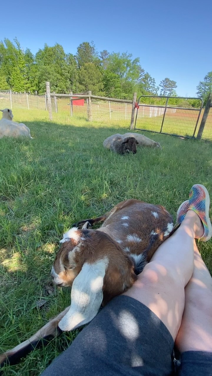 The sheep had a shady spot under the oak tree, so I sat down to join them. It wasn’t long before the goats were snuggle in my lap wanting cheek scratches. I will never take this life for granted. God is so so good to me.