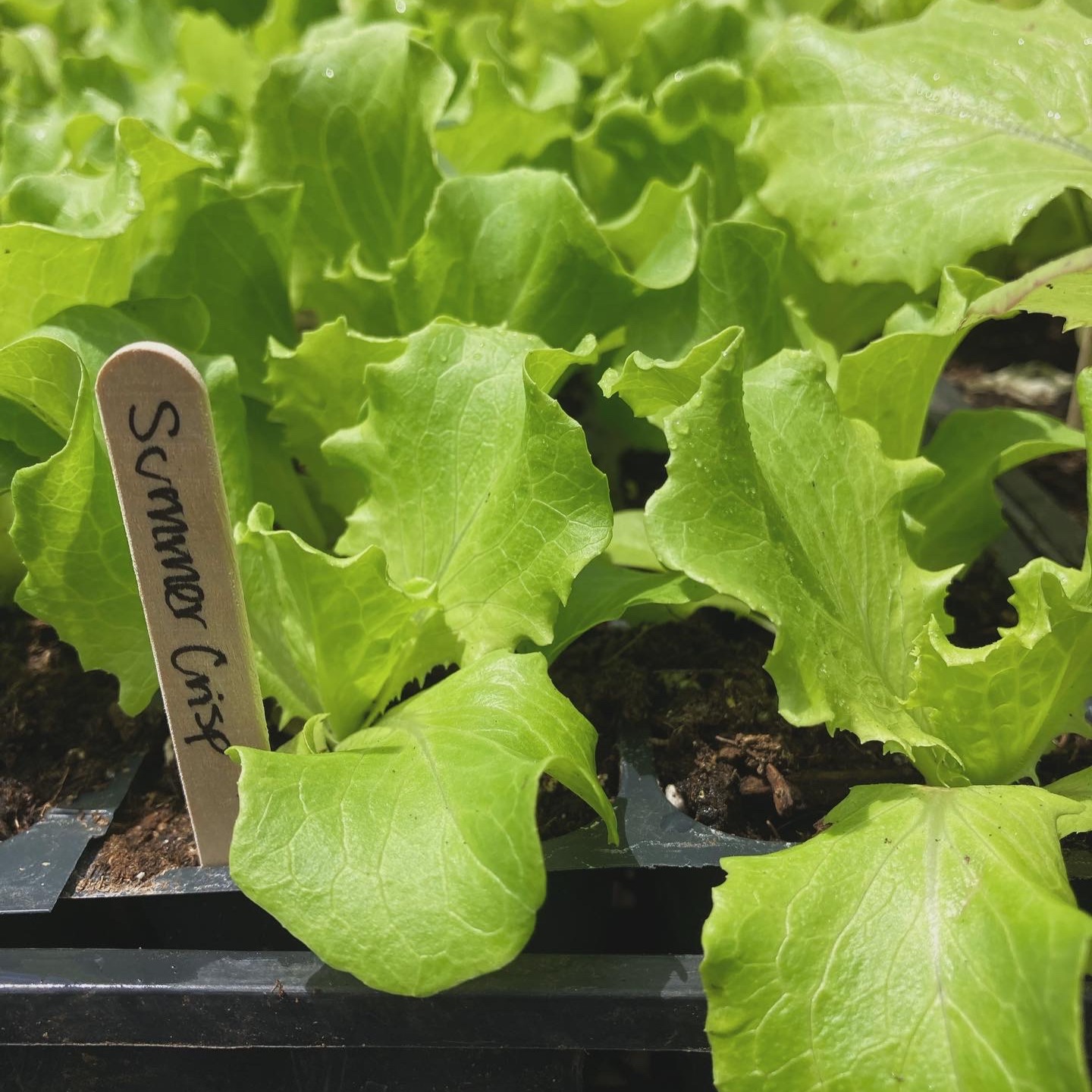 What are you excited to grow this year? Do you need vegetable seedlings?
For a limited time you can pre-order Wild Fern Farm certified organic vegetable seedlings to make sure you get just what you want for your garden.
Pre-order pickup will be at the farm in Kingston on May 18th, when we will also have a little on farm plant sale.
Farmers market customers- we will still have plenty of seedlings to bring to the Portsmouth Farmers market starting May 17th!
Link in bio for our newly launched online store 🌱