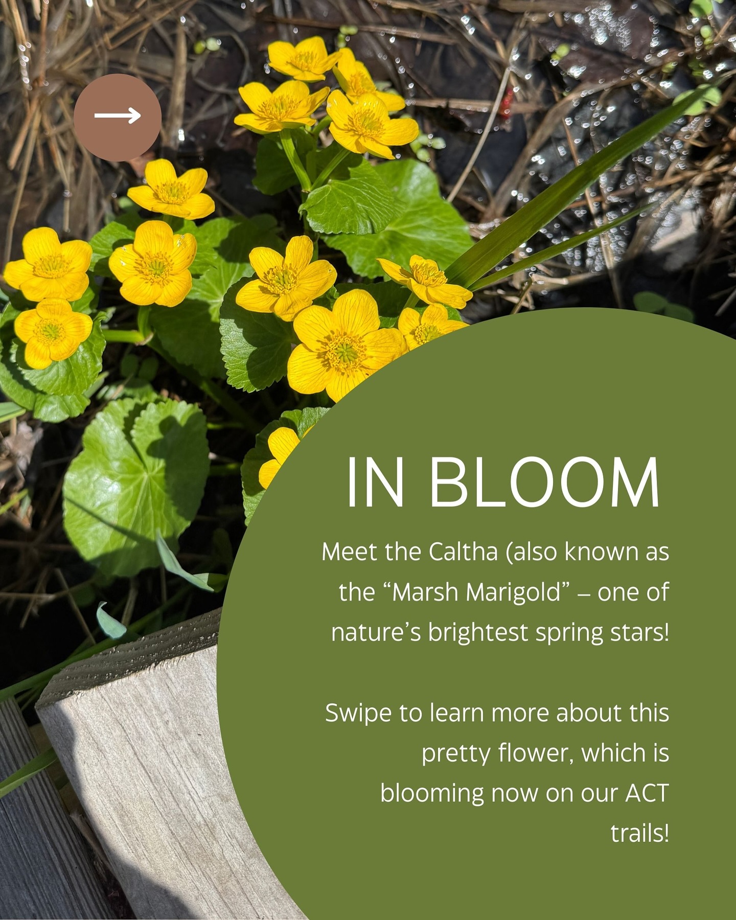 Meet the Caltha (also known as the “Marsh Marigold”) 🌼
Have you seen these yellow blooms out on our trails recently?? 🐝
#calthapalustris #maineconservation #mainehikes #arundelmaine
