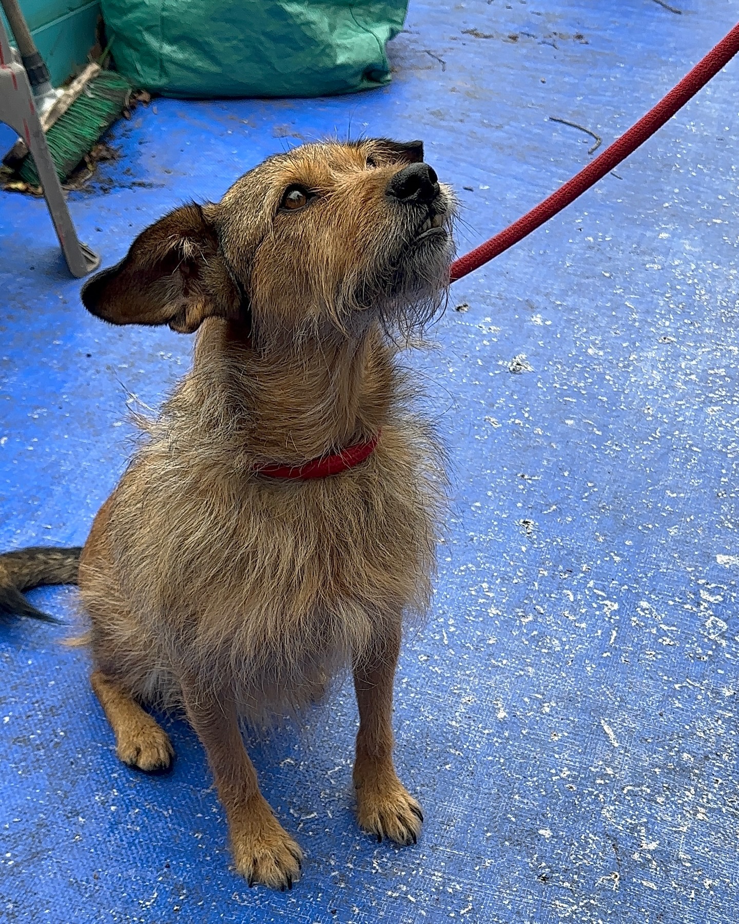 Ilisca and her fabulous ears! 🐾
Ilisca was referred by the neuro team at @andersonmooresvetspecialists following hemilaminectomy surgery.
In the early days, Ilisca was paraplegic. She regained her hindlimb movement but was still quite weakened.
Ilisca has been receiving regular physiotherapy with an exercise plan designed for her needs as well as incorporating underwater treadmill therapy with @annawilsonvetphysio!
Fast forwards to now and Ilisca has been gradually building up her strength, and is starting to be able to navigate complex movements.
Due to the commitment of her amazing mum, Ilisca is also back to being able to enjoy her walking routine comfortably!
I look forward to seeing Ilisca’s further progress 💪