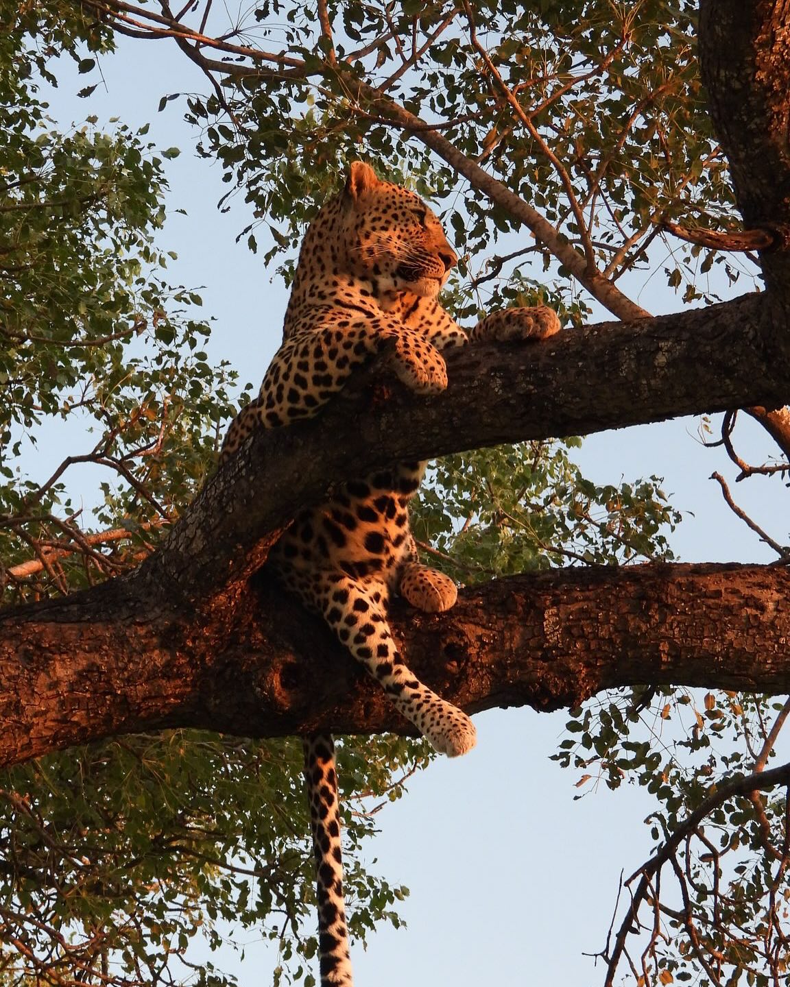 Wij wensen iedereen een Vrolijk, zonnig Pasen! 🐣 🇿🇦
Op eerste Paasdag kregen wij deze prachtige kiekjes door van klanten die nu in het Greater Krugerpark, Timbavari verblijven. Zo kunnen de Paasdagen toch niet meer stuk 😍
#zuidafrika #southafrica #safari #timbavati #kruger #big5 #droomreis #reisopmaat #greaterkruger @shindzelatc