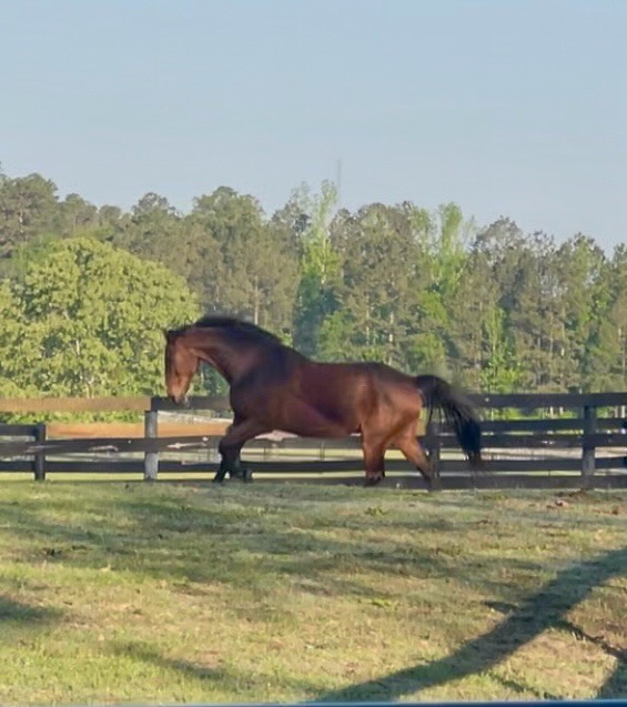Sending a horse forward to get engagement doesn’t mean a damn thing without the release, build up and proper function of the front end.
Over the years, many horses end up with compensations and entrapments in the front end (spesifically the jaw, poll, base of the neck, chest cavity, scapula, withers… pectorals just to name a few of the important areas). These compensations and entrapments can be from a combination of training, tack fit, trauma (both physical and emotional), physical abnormalities, deficiencies and hoof care.
Regardless of how they came about, without addressing them and helping the horse rewrite their motor patterns of movement and tension, we will not get very far with just sending them forward to get better engagement if the front end cannot support the body the way that it needs to. And no amount of forward movement will just magically make this happen.
Releasing the tension should come first and work in conjunction with rebuilding postural muscles. Once those muscles start maintaining their strength through freedom of movement, you can then begin to see just how important this work is… both in how the horse looks forward to their work, and how they choose to move freely on their own.
Jack has been in my program for a little over a month now with our primary focus being on helping him release tension and to rebuild his postural muscles in the thoracic sling to help him move better through his front end.
And we are now seeing him be able to choose to move in strength on his own out in the pasture. The work that you do with horses should inspire them to WANT to move this way on their own. It should always feel good to move freely in strength. If not, then are we actually helping them? Or manipulating them?
#dressagetrainer #dressagehorse #functionalmovement #traininghorse
