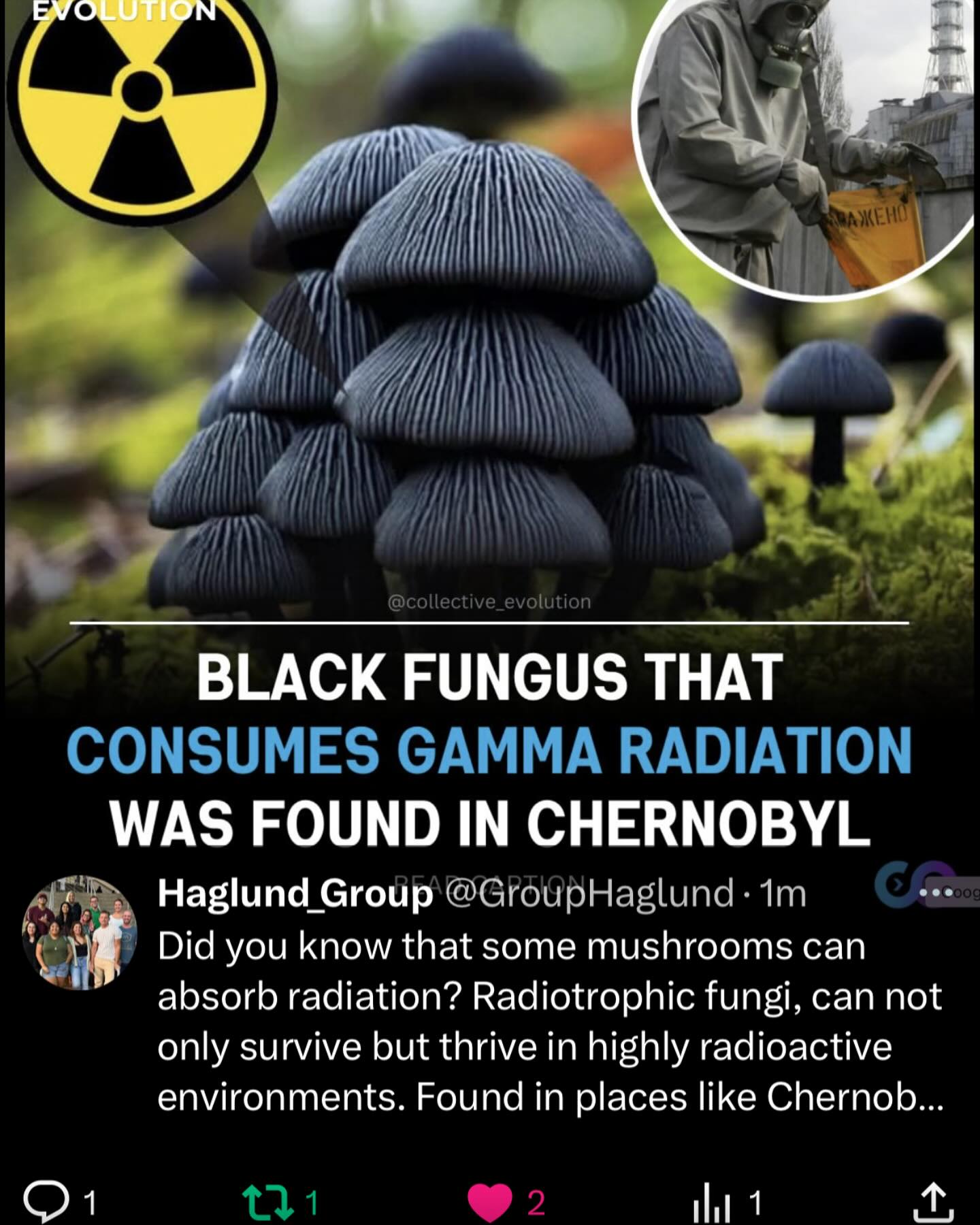 Did you know that some mushrooms can absorb radiation? Radiotrophic fungi, can not only survive but thrive in highly radioactive environments. Found in places like Chernobyl, these fungi use ionizing radiation as an energy source, in a process similar to photosynthesis!
Reference: https://pmc.ncbi.nlm.nih.gov/articles/PMC2677413/
#mashroom #radiation #photosynthesis #funfacts #funfactfriday #funfact #scientificfacts #hawaii #universityofhawaiiatmanoa #uhm #universityofhawaiia #uh #science #DNA #chromosomes #researchgroup #haglundgroup #drhaglund