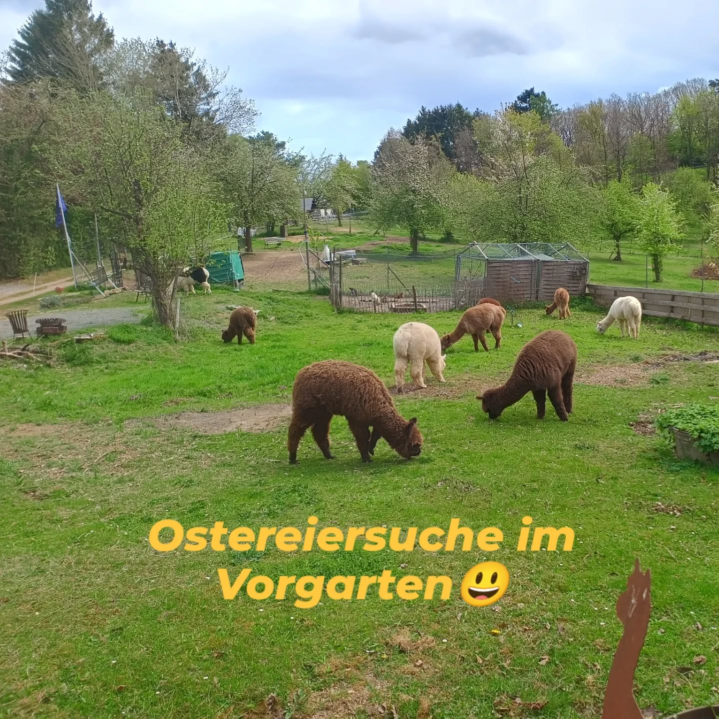 Fleißige Ostereiersuche bei den @obstwiesen.alpakas 🐰🐣🦙
#Ostern #obstwiesenalpakas #ostereiersuchen #alpacasofinstagram #alpacas #alpakasofinstagram #alpakas #badmünstereifel #euskirchen #ahrtal #koblenz #holzem #zülpicherbörde #köln #wosindsiedenn #lecker #feiertag #cologne #eierwirbraucheneier