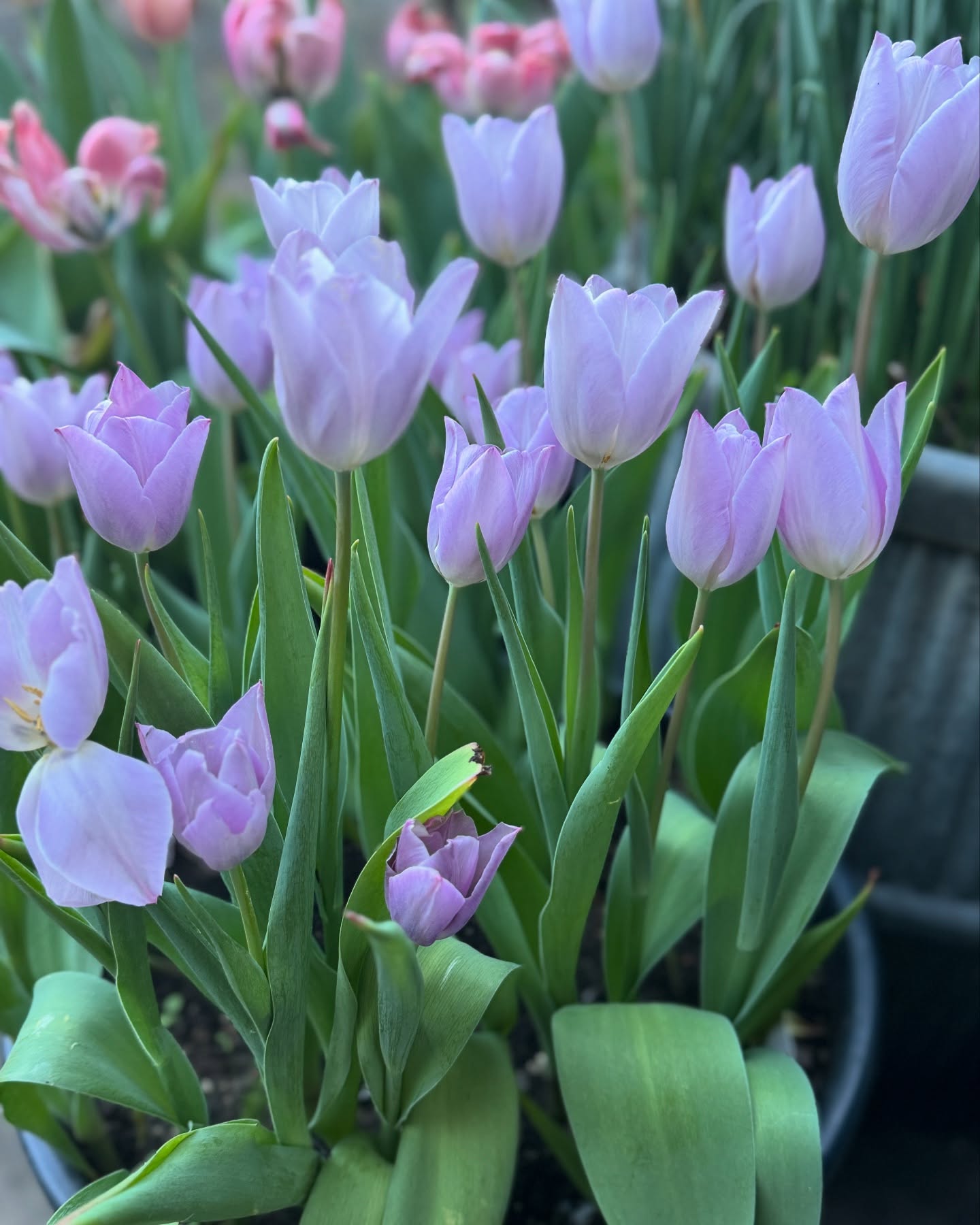 Some of this year’s favourites Blue Aimiable, unknown, Syndea Blue, Apricona, Orange Princess and Apricot Beauty #tulips #spring #heaven