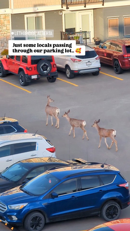 Just some locals passing through the parking lot.. 🥰