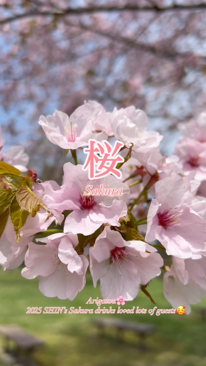 May start!
2024 May still could enjoy Sakura in Hokkaido🥹
From us Sakura is very important flower🌸 and this year our Sakura dinks loved by lots of people🥰🥰🥰
Arigatou💓
#Sakura
#桜