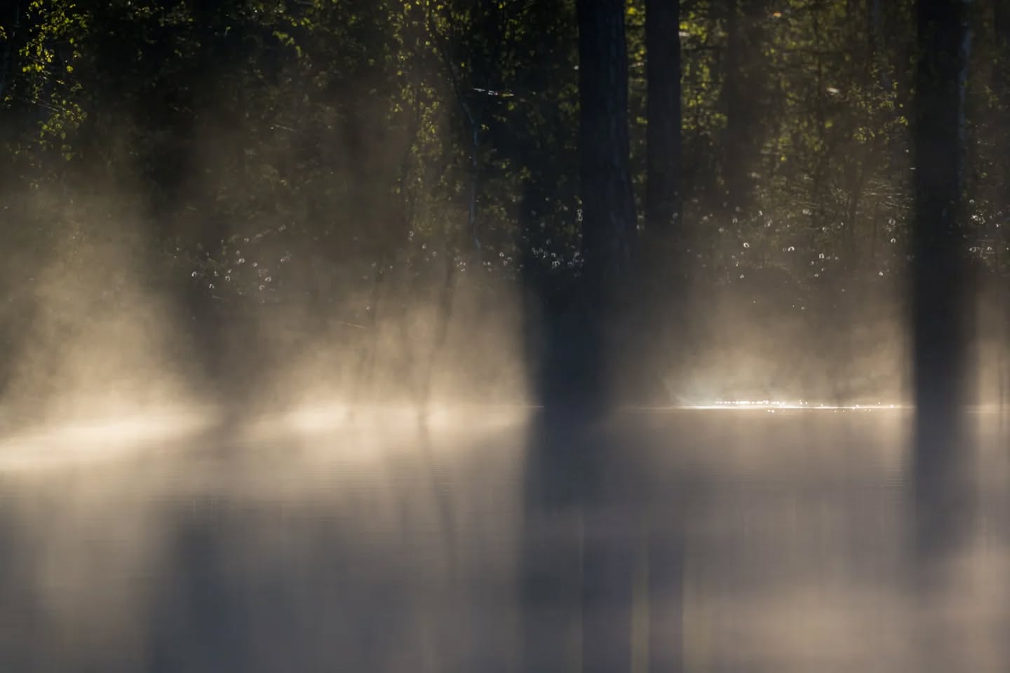 Magic morning
#innature
#innaturephotos
#magicmorning
#foggymorning
#magicfog