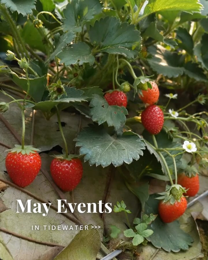 A new month, new happenings around town to check out with lots of strawberry goodness in between. (Just don’t forget your sunscreen.) ⛱️🍓🏄♀️
#eventguide #virginiabeach #cityguide #visitvirginiabeach #itsgonnabemay