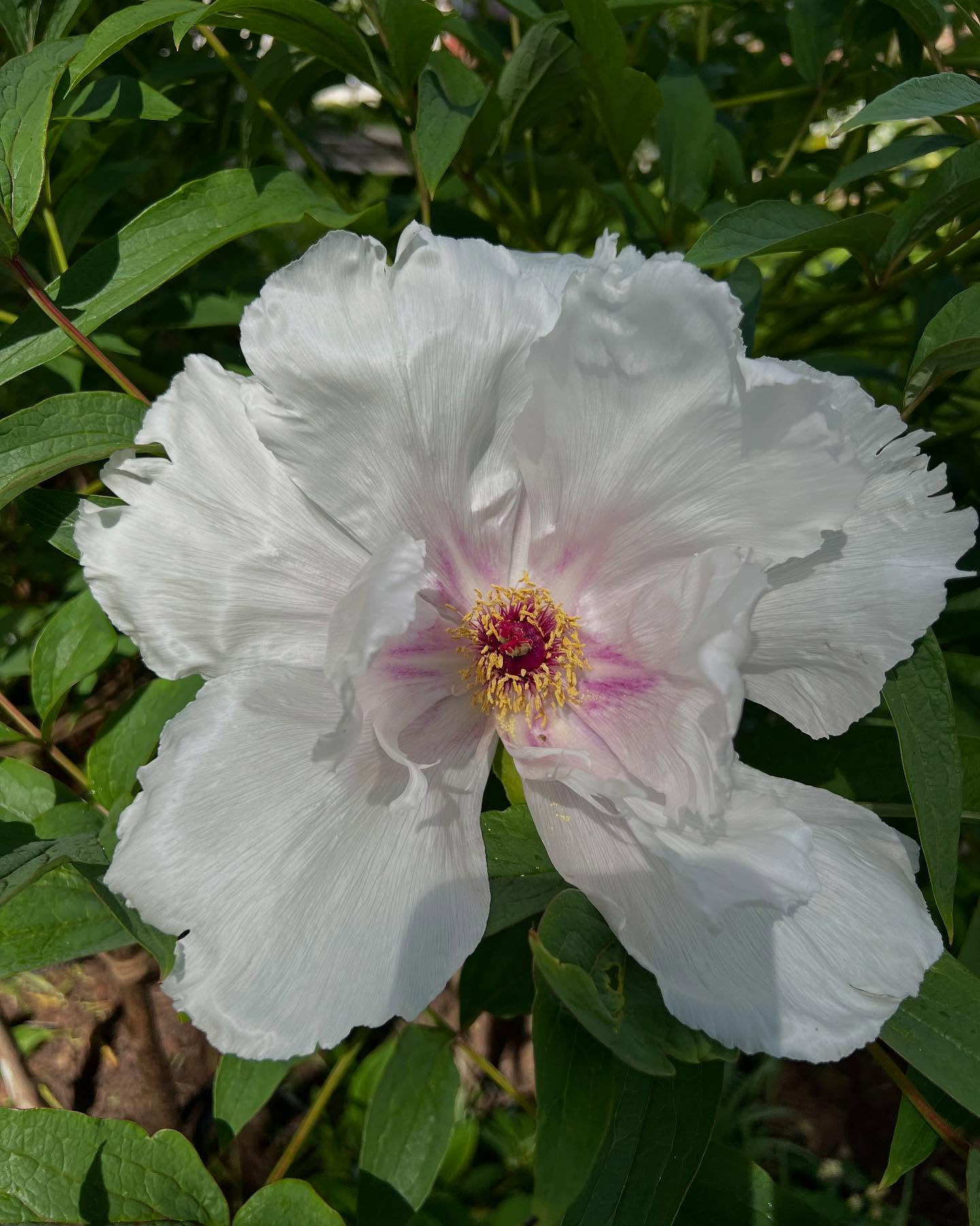 Beauty unfurling everywhere today as I planted out some of the hardy annuals sown in February, Calendula ‚Snow Princess‘, watering them in and mulching around each one given the current sunny weather. Highlights include the very old tree peony and the hybrid ‚Clair de Lune‘. Also very pleased with the new Japanese Acer in their super large, weatherproof terracotta pots supplied by @cliff_bank_nursery I‘ve even painted the gate too to finish the scene #sunnygarden #gardenersofinstagram🌱 #gardenstovisit #peonies
