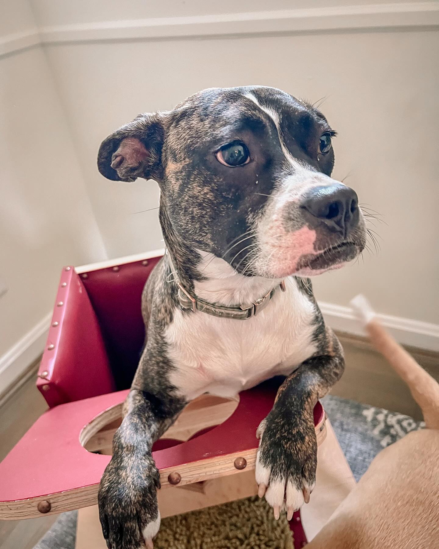 Meet my sweet client who has megaesophagus, a rare condition where dogs need to eat in an upright position to safely digest their food. Enter the Bailey Chair—an awesome invention that helps make that possible.
We took things slow and positive: first desensitizing her to the chair, then introducing targeting, paws up, leave it, and stationing near the chair. Using the shaping method (breaking a skill into small, rewarding steps), she learned to feel comfortable enough to eat her meals sitting up.
Her guardians have been AMAZING—so patient, loving, and skilled. Working with them has been a total joy, and the bond I’ve formed with this pup is something really special. I treasure the update texts they send me, and I can’t wait to go back and teach her even more.
This journey is still ongoing, but seeing her progress is such a beautiful reminder of how powerful positive training—and teamwork—can be.