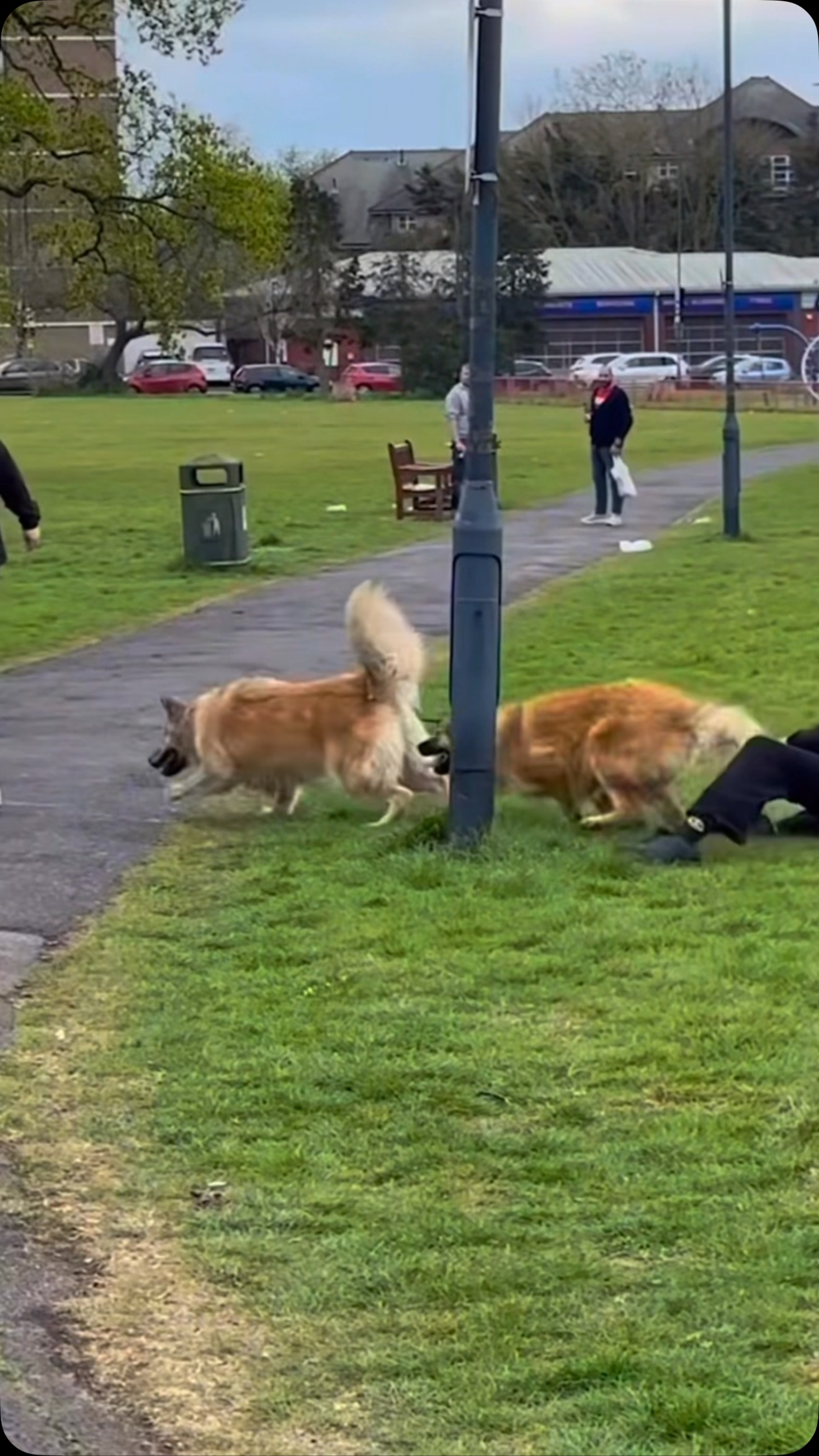 ⚠️WARNING⚠️ graphic content‼️
Situations like this happen every day, here’s some helpful tips to keep you and your pup safe and out of harm’s way. Thoughts? Leave a comment below⬇️
#dogtraining #dogfight #dogsofinstagram #viral