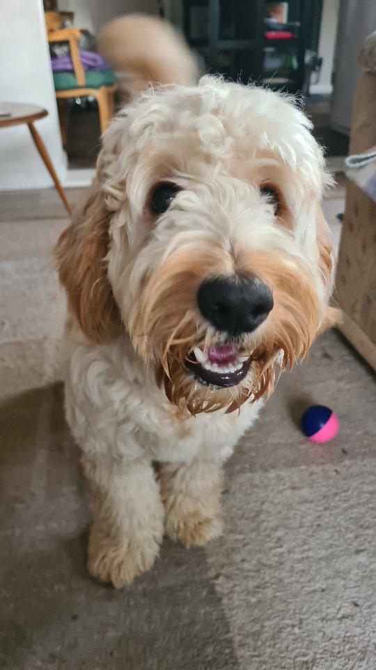 A lovely few weeks looking after these beauties π
#dogboarding #dogdaycare #hednesford #staffordshire #cannock #dog