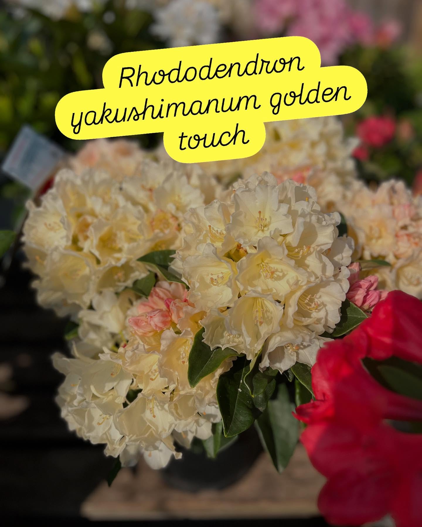 Flowering today 🌸🌞