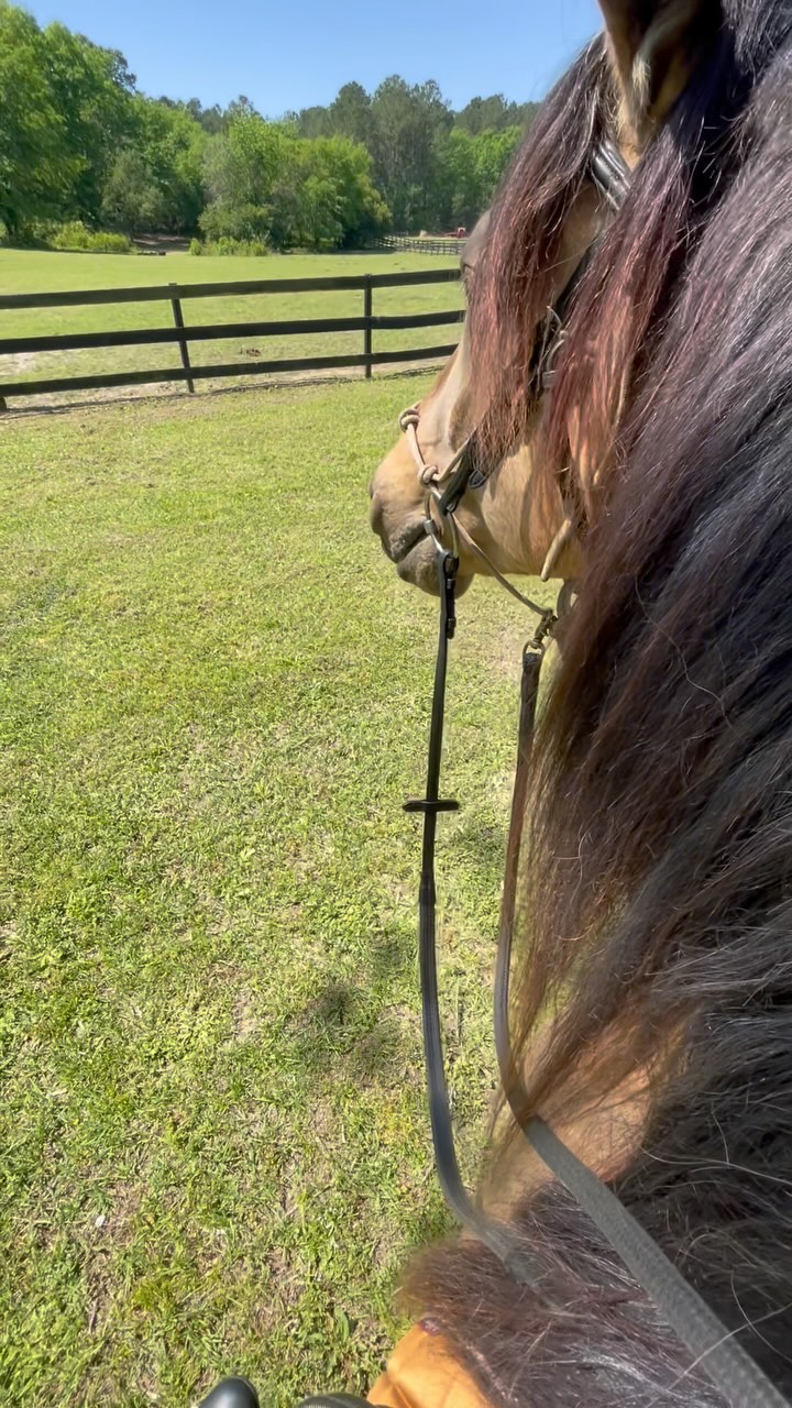 A big reason as to why I wanted to get Manny at such a young age and do everything myself was to be able to practice what I preach all the way through every aspect of care, handling and training of horses to show just how well it all worked from start to finish. Not just with a young horse, but with a stallion.
And he couldn’t be a better testament to what working with a horse optimally and “correctly” gets. I say correctly loosely because there are so many different opinions and ideas of what correct is.
This is what correct means to me:
-handling a young horse regularly regardless of if they are being worked
-setting clear and healthy boundaries that ensure the safety of both horse and human
-education through play and non escalating pressure and positive reinforcement
-taking the time and not pushing a young horse, no matter how talented they may be. Let them develop and grow!
-break things down into digestible pieces of information so learning is seamless and non explosive
-LISTEN to them and how they are feeling both physically and mentally each day and adjust to what is needed.
-bits and aids are tools for communication not manipulation. Therefore an aid should be light like asking a question or making a suggestion.
-meeting their basic needs in terms of friends, food and freedom to the best of your ability
I truly felt whole heartedly that in doing all of this from the beginning regardless of breed, temperament etc that healthy horses would flourish in every way.
And Manny has proven to be such a testament to this in every way. Starting him under saddle went seamlessly, he has never been stressed or anxious in any aspect of training and has come along beautifully for a young stallion. He constantly gets complimented on how much of a gentleman he is. He is well socialized and therefore can be out with multiple geldings without it being problematic. He doesn’t call out to said friends when we work together, he feels just as secure with me and whatever we do than he does with his friends.
None of this was beaten or forced into him and so he is as exhuberant and playful as a stallion should be ❤️.
(This is our 4th or 5th ride under saddle)