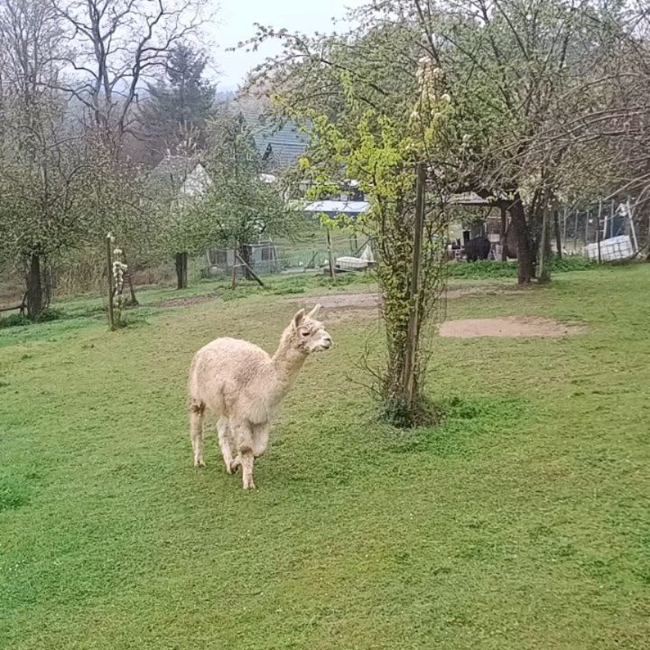 Moment Mal...da hat doch...DA HAT DOCH... einer das Tor aufgelassen! Schnell!! 😁🦙🦙⚡
Frohe Ostern!! 🐰🐣
#momentmal #schnell #hurra #obstwiesenalpakas #pepperdasobstwiesenalpaka #alpakas #froheostern🐰 #alpakasofinstagram #badmünstereifel #euskirchen #cologne #köln #holzem #lethert #effelsberg #überraschung #ahrtal