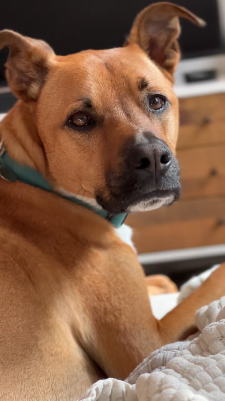 Campion appreciation post 🌙 💫 🐕 ⛰️ 🏝️ 🌲
