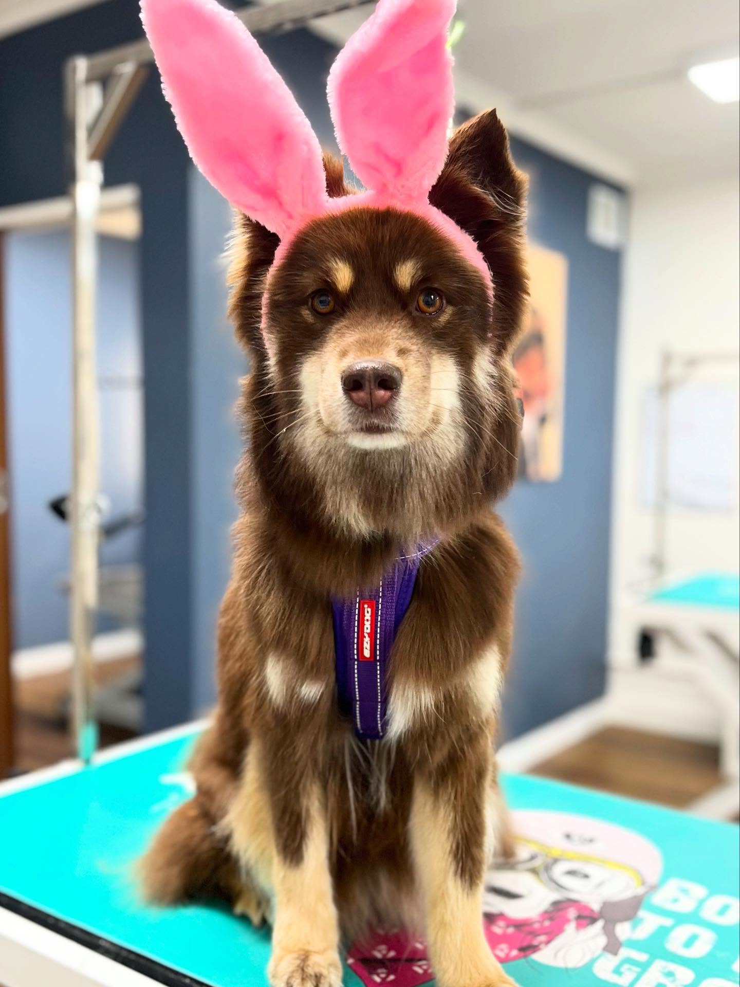 From our bunnies to you 🐰 Wishing you a very happy Easter 🐣 Remember to keep that chockie 🍫 out of reach of your beautiful pups.