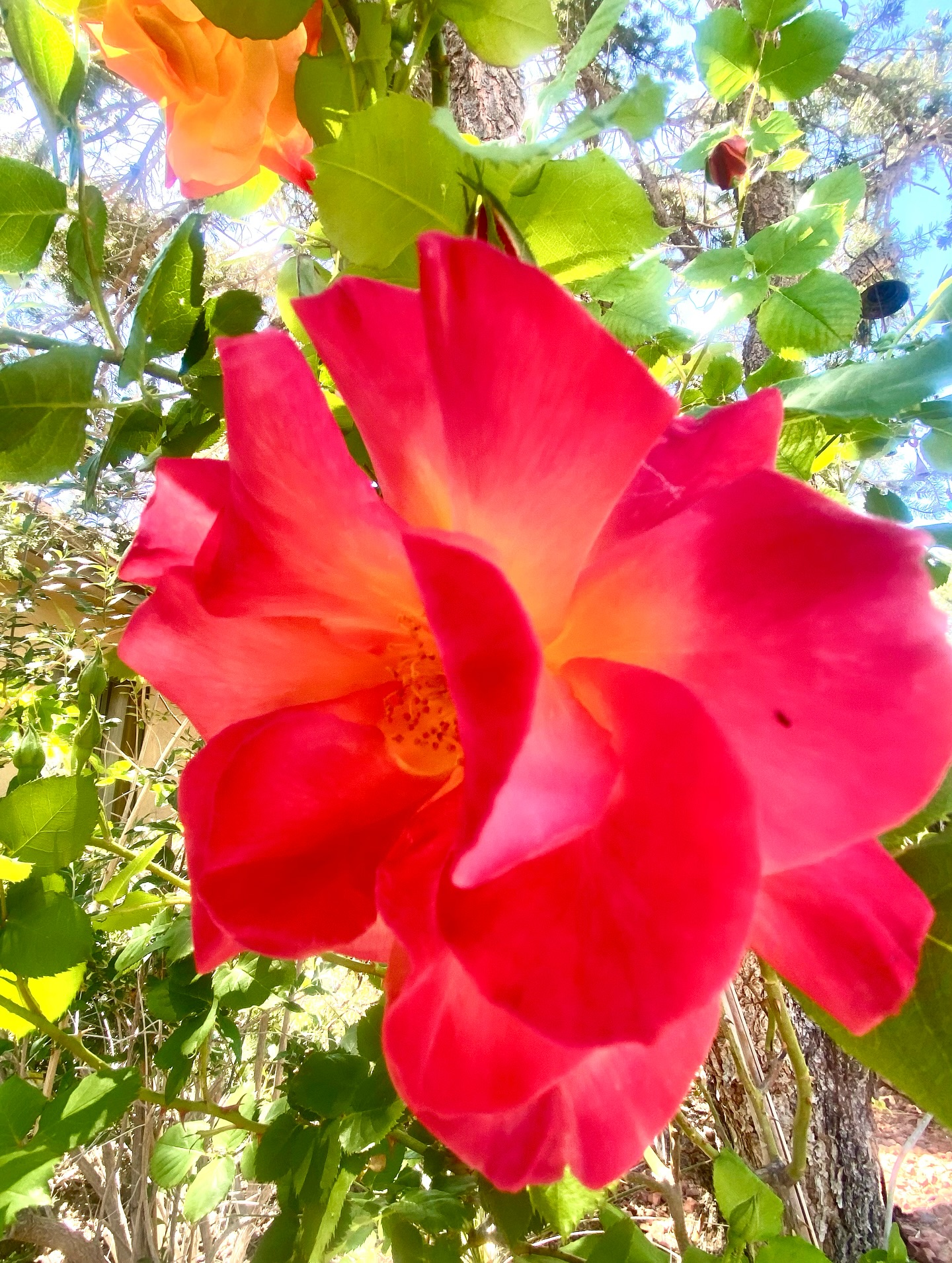 Everything matters
Every drop
Every bloom
Every moment it takes
to recognize beauty
the nature of all life
Thriving everywhere
in the cracks
When we fall
it’s the walk upwards
to the blooming light
the trust that all is
Divinely held
Divinely made
Divinely timed
we let go so
we may heal
things we don’t know
we wake up and we
Do it again
calling to the herons
flying above saying
if one perfect rose
can be so good
Then, may we all
also be so persistent
in our expression
of being life
On this holy
Mother Earth
May all our
loves and creations
And passages through
this wild way
be blessed
And supported by
One another
may we all continue to
make this a
Beautiful world
Embracing each day
What is possible
Mahalo
#flowers #roses #spring #gratitude #sedona #sedonaaz #beauty #gardens