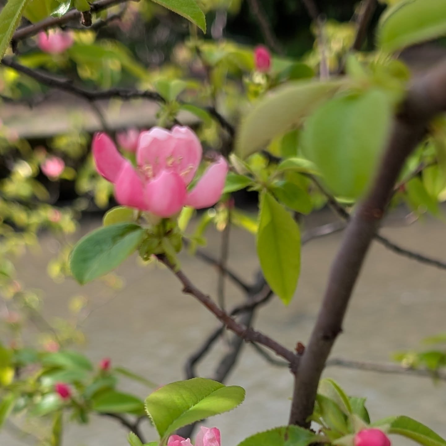 #、いたち川沿い カリンの花
始めて気が付きました。果実は毎年見ていましたが。