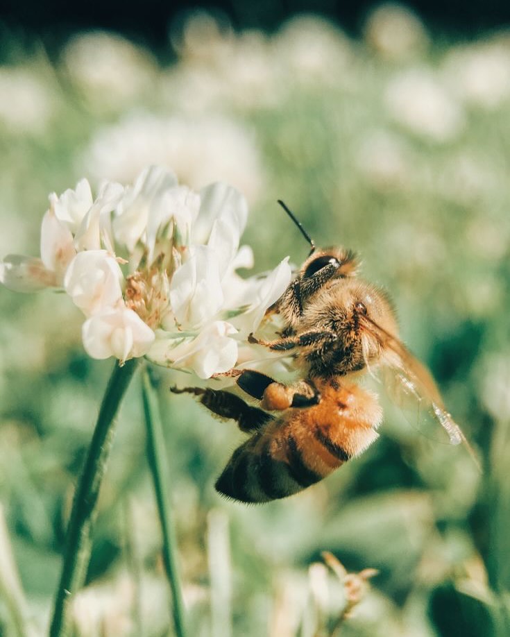 Nature always listens to its energy and needs. Bees know that despite working hard to collect nectar and pollen all day, they still need to listen to their bodies and take naps in flowers (how cute is that!).
As humans, we’ve strayed so far from this natural rhythm. We push through exhaustion. We ignore our body’s whispers. We stay in jobs that drain us, follow paths that aren’t ours, or get stuck in cycles because we don’t know what else is out there — or where to even begin.
This is where so many of my clients find themselves when they book a reading with me. At a crossroads. Craving more meaning. Unsure of their next step but knowing, deep down, something needs to shift.
~ Maybe you’re in a job that leaves you feeling stuck.
~ Maybe you want more purpose in your work but you don’t know where to start.
~ Maybe your conditioning keeps telling you it’s too risky to change.
~ Maybe your lack of boundaries is burning you out.
~ Or maybe you’ve told yourself it’s fine… but that little voice won’t stop saying, there’s something more.
Human Design is a beautiful tool to come back home to yourself. To remember your natural rhythm. To trust your energy, your timing, and your truth.
That’s why I created the Human Design Guidebook — a personalised and practical resource to support you in navigating big transitions like this. Whether you’re changing careers, questioning your path, or ready to feel more like you, it’s a gentle guide to help you reconnect with your purpose.
✨ Want to be the first to know when it drops at the end of this month? ✨
Comment “Guide me!” below and I’ll make sure you’re the first to hear when it’s ready.
All image sources are tagged.
#humandesign #humandesignsystem #humandesignguide #humandesigncoach #humandesignreader #humandesignreading #humandesigncoaching #lifetransitions #careertransition #selftrust #selfempowered #selfimprovement #careerchange #careerchoices