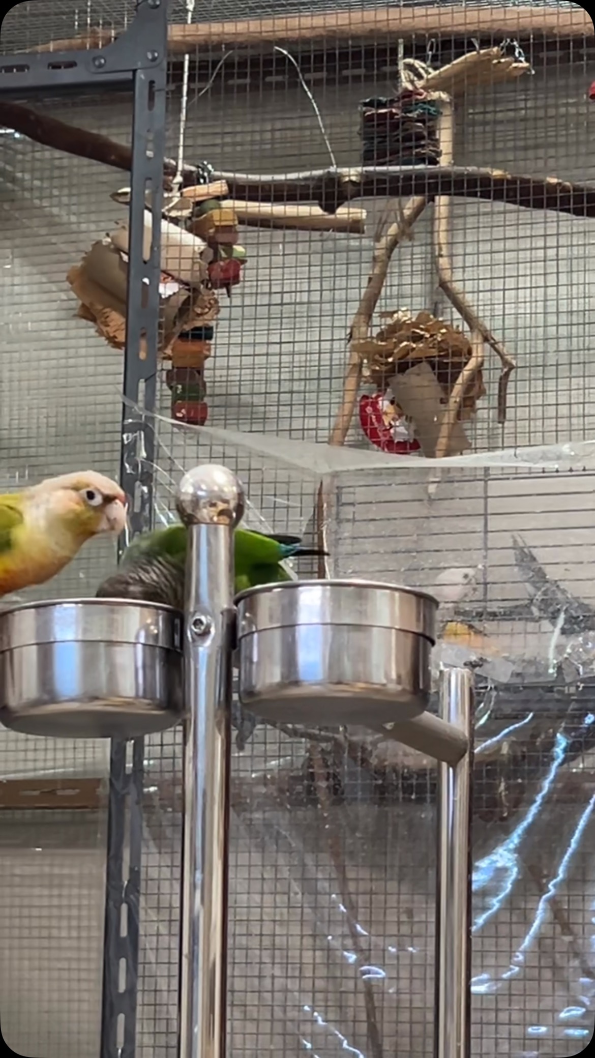 Nori seems soo happy tat he gets to eat 🤣🤣