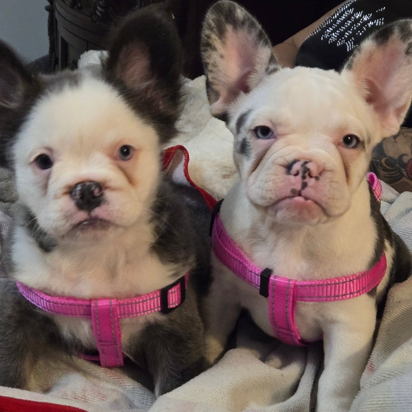 Happy Easter 🐰 🐣 💓 💛💓