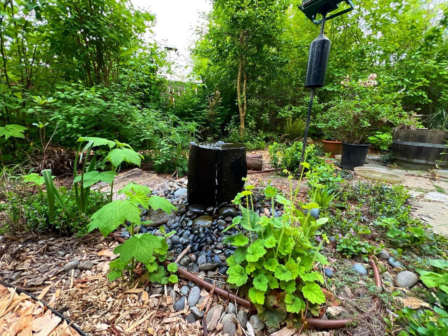 The first year it sleeps, the second year it creeps, the third year it leaps. The fourth year it is just a full blown forest đż đ€©
Itâs a good reminder, and weâll say to again and again: ecological gardens and forests take a little time to grow in. And when they do⊠they REALLY go for it. Itâs hard to conceptualize those little plants in tiny pots becomes spreading trees, shrubs, vines and ground cover. But these plantsânative plants especiallyâreally want to expand. Which is one of the many reasons why we love them!
Roots belong in the soil. Bare areas of mulch and soil donât really make a lot of sense as we often see as the rule rather than the exception in conventional landscaping. Not to say bare areas donât have an important role⊠like when moles create holes and expose soil where native bees later make their homesâthereâs an ecological place for bare areas.
But overall, we want to encourage plants to take over âïž and then we curate the bare minimum, like pathways for walking, areas for play and connection, and areas to grow annuals. Birds, bees and the greater web of life benefits from planting forests, even in tiny Sellwood backyards đł
#ecologicallandscaping #permaculture #backyardhabitat #plantnatives #pdxlandscaping #sellwood #milwaukiesmallbusiness #ecologicaldesign #permaculture #backyardforest #miyawaki #sustainablelandscaping