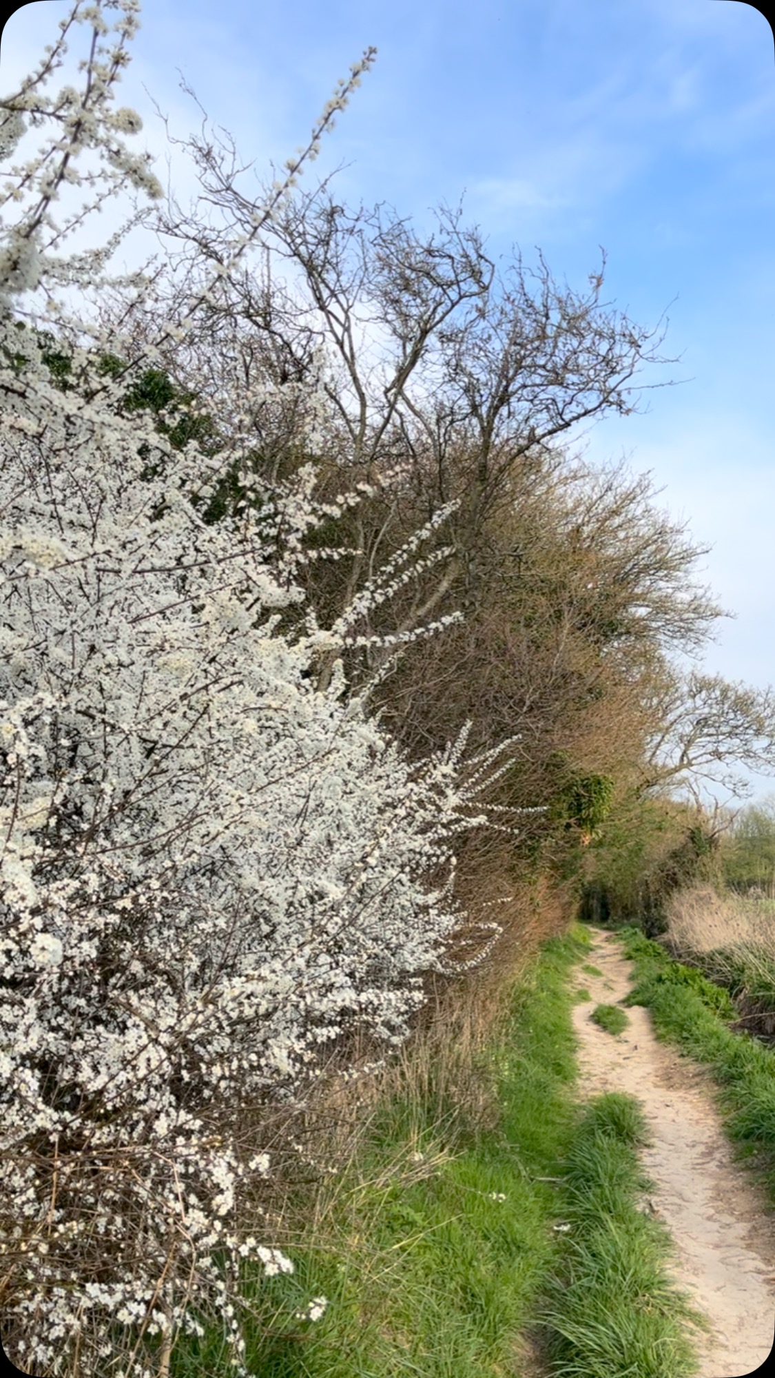 to blossom in to fullness
the fullness of our gloriousness
maybe spring is inviting us to ask
this time around, this time right now
what might that be like?
to know pain, to know darkness, yes
to know that it sits right along side
and yet still shine our light
still emanate our joy
what a mighty courageous thing that is
how challenging, maybe even terrifying
that might be to feel
to question the barriers no doubt in place
and give ourselves permission to really receive
to believe that we are worthy
that we are deserving of all that our hearts desire
to really be here in the fullness of our brilliance
to expand in to the space thatās is uniquely ours
to know that itās all here already
to commit to letting that light of ours shine
to wholeheartedly live & receive J O Y
in the face of systems, people, beliefs
intent on crushing & extinguishing it
screaming fear, aggression, oppression
imposing it soooo loudly
the radical & courageous act
of cultivating & of embodying
j o y
to feel that
to live that
to offer that
to let that truly sink in too
#nature #natureconnection #ecotherapy #ecopsychology #spring #newseason #newenergy
#joy