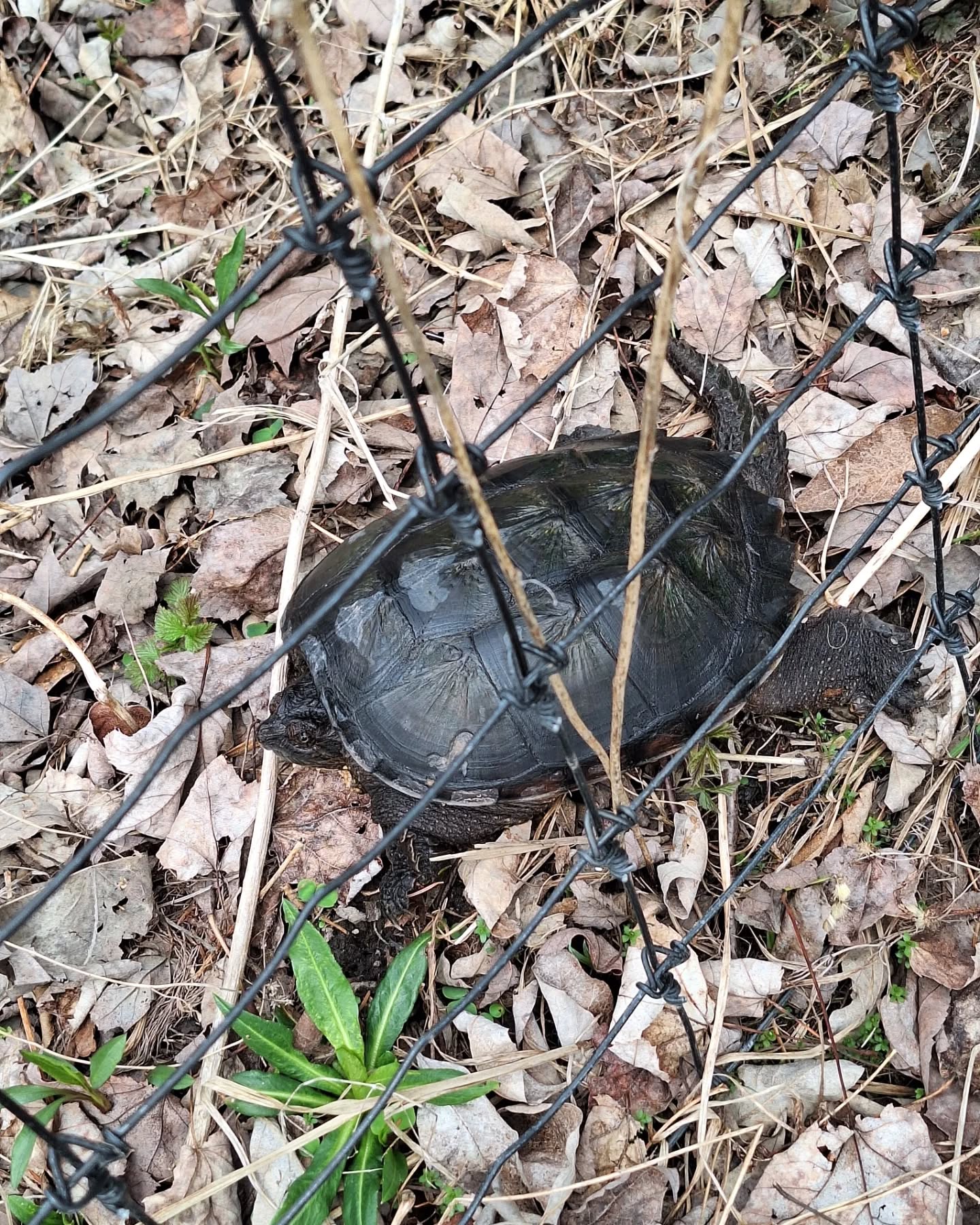 Today on World of Wildlife, Nanimal Farm edition: Jasper displays his reptile phobia during filming, and the snapper later gets stuck in the fence (free now) and is not very gracious about being helped out.
.
.
.
.
.
#mainefarming #mainewildlife #goofydogs #snappingturtles