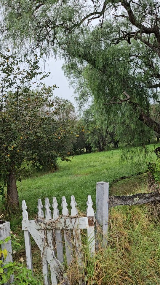 Weekend life🫶
#farmliving #farmlife #farming
#mindfulliving #simplepleasures #cottagegarden #camdennsw #farmgirl #farmtotable #gorgeousfarm #beautifulfarmhouse #lookwhatigrew #homegrown #homegrownfood #kitchengarden #flowers #kittens #rainydays #greengrass #sheep #olivefarm #olives #peaceful #monklane #Evergreen