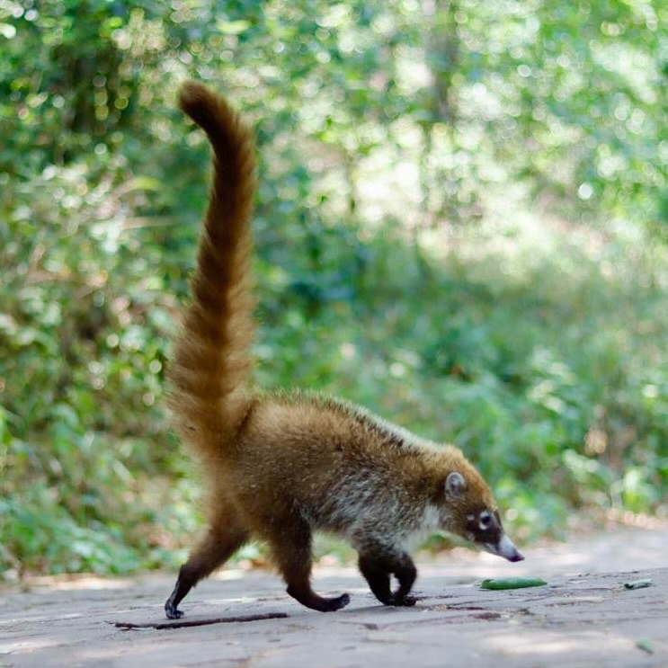 Conviviendo con un hermoso coatí 🌱