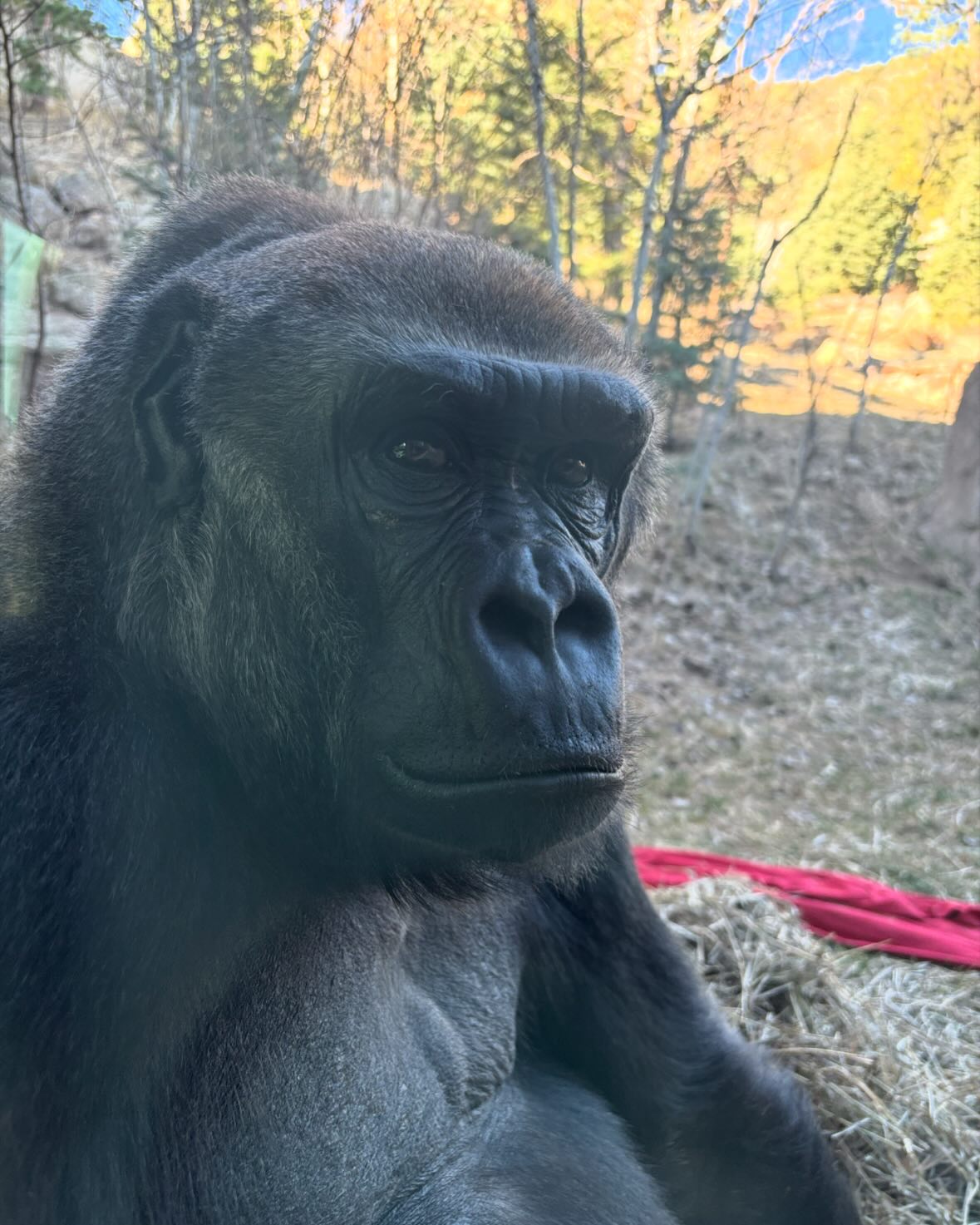 Kwisha being Kwisha and two girls ready for rain 💀😃