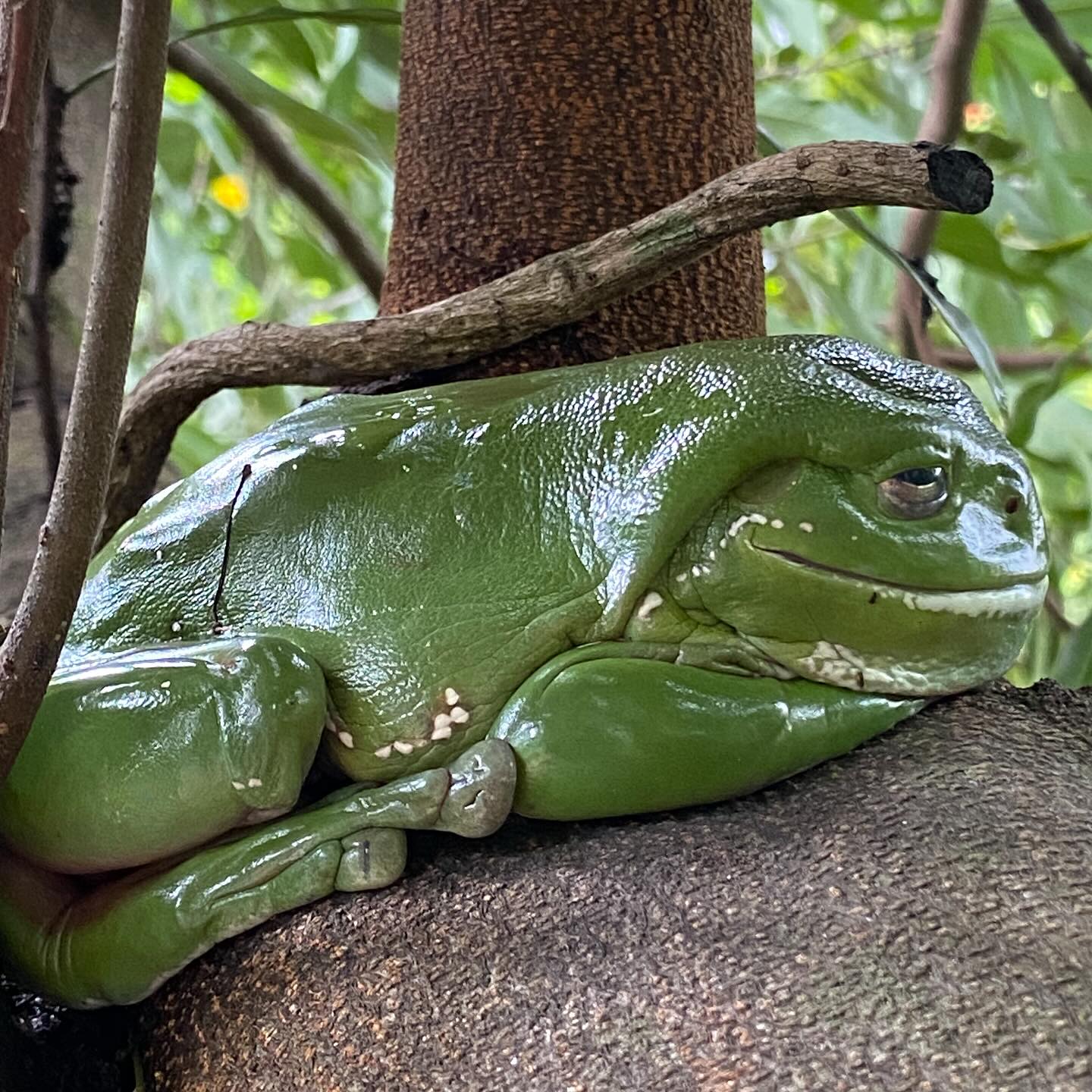 Spotted on todays walk. He somehow looks smug or just very very satisfied. Nice timing as intending on sitting with some Frog this weekend.
#rebelherbal #entheobotanica #kambo