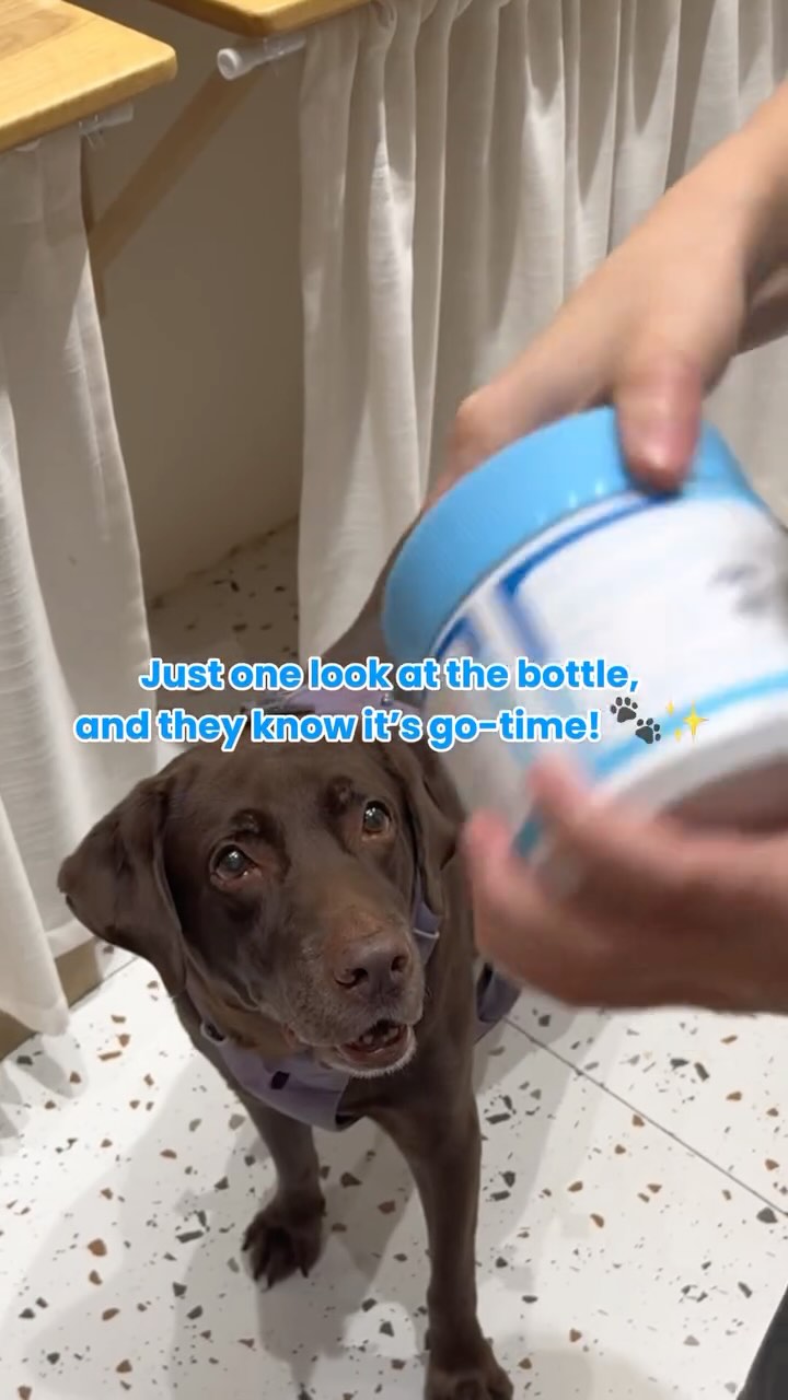 One shake of the bottle, and they come running! They know what’s good for their joints 🐶🩵
#dogsupplements #dogsupplies #dogoftheday #dogofinstagram #puppygram #doghelp #helpdogs #doghealth #dogjointhealth #puppylife #dogmom #doglover