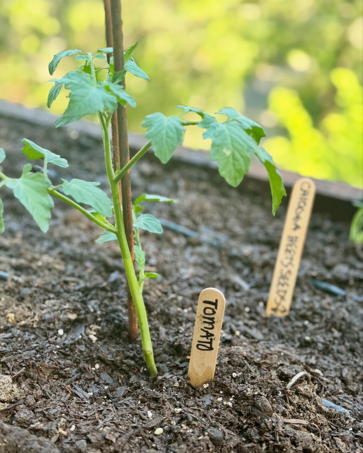 "To plant a garden is to believe in tomorrow." -Audrey Hepburn
As I worked in the garden today, I found myself pondering one of my favorite quotes, listed above.
The garden never ceases to amaze me, and this is especially true during the summer months when seeds mature rapidly and seedlings quickly grow into lush, vibrant plants.
This month, we start planting warm-season crops, and the anticipation of witnessing this growth is currently a source of hope and excitement for me in these uncertain times.