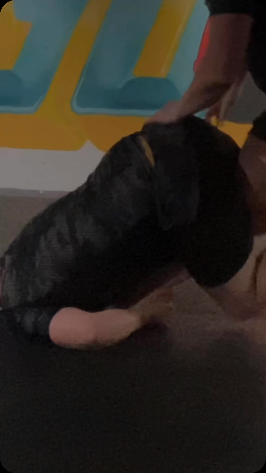 Monday and back to the grind!
#motionbj #teammotion #thepredator #BJJ #timetohunt
#Grappling #FightGear #applythepresure #nogi #Submission #fyp #fitfam #bjj #mma #wrestling #Submissiongrappling #fighter #predator #presure