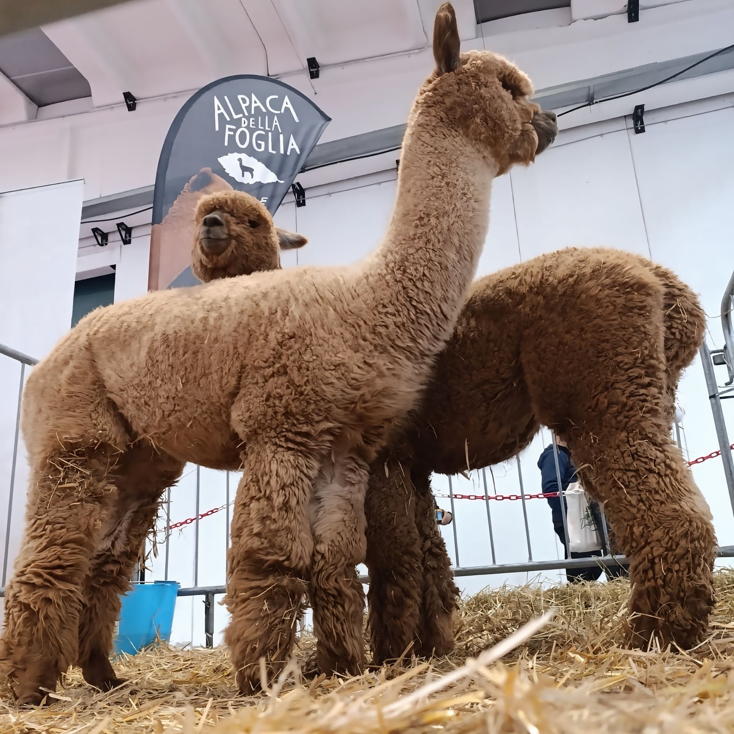 Tornati dall’ALPACA FESTIVAL SPRING EDITION 🌸organizzato dalla @societatalianaalpaca presso la @millenariagonzaga.
É stato un evento ricco, ben organizzato, con ampi spazi tranquilli per gli alpaca, cosa molto importante per noi. Abbiamo portato nove alpaca a questo show per essere valutati dai giudici neozelandesi Dean e Lisa Ford. Ognuno di loro ha ricevuto un 1º posto 🔥🥇 Incredibilmente tutti i nostri alpaca hanno vinto un Color Champion o un Reserve Color Champion 🏆😍, siamo molto orgogliosi dell’uniformità di risultati ottenuti dal nostro gruppo di alpachini!
Qui di seguito tutti i risultati:
Atreyu Della Foglia
🥇1º posto maschi junior white
🏆RESERVE COLOR CHAMPION WHITE MALE
🏆NEXT GENERATION CRIA
Universe Della Foglia
🥇1º posto maschi fawn 12-24 mesi
🏆RESERVE COLOR CHAMPION FAWN MALE
Signor Teddy Della Foglia
🥇1º maschi fawn 48 mesi+
🏆COLOR CHAMPION FAWN MALE (a 5 anni di età)
Vulcano Della Foglia
🥇1º posto maschi grey 12-24 mesi
🏆RESERVE COLOR CHAMPION GREY MALE
Flanders Balthazar ET
🥇1º posto maschi brown 48 mesi +
🏆RESERVE COLOR CHAMPION (a 7 anni di età!)
Atomic Della Foglia
🥇1º posto maschi grey 6-12 mesi
🏆COLOR CHAMPION GREY MALE
Valchiria Della Foglia
🥇1º posto femmine white 12-24 mesi
🏆RESERVE COLOR CHAMPION WHITE FEMALE
Ullallá Della Foglia
🥇1º posto femmine brown 24-36 mesi
🏆COLOR CHAMPION BROWN FEMALE
Viperina Della Foglia
🥇1º posto femmine grey 12-24 mesi
🏆COLOR CHAMPION GREY FEMALE
🏆1º POSTO PROGENIE STALLONE
FLANDERS BALTHAZAR ET
#societàitalianaalpaca #alpaca #alpacashow #alpacas #alpacafestival2025