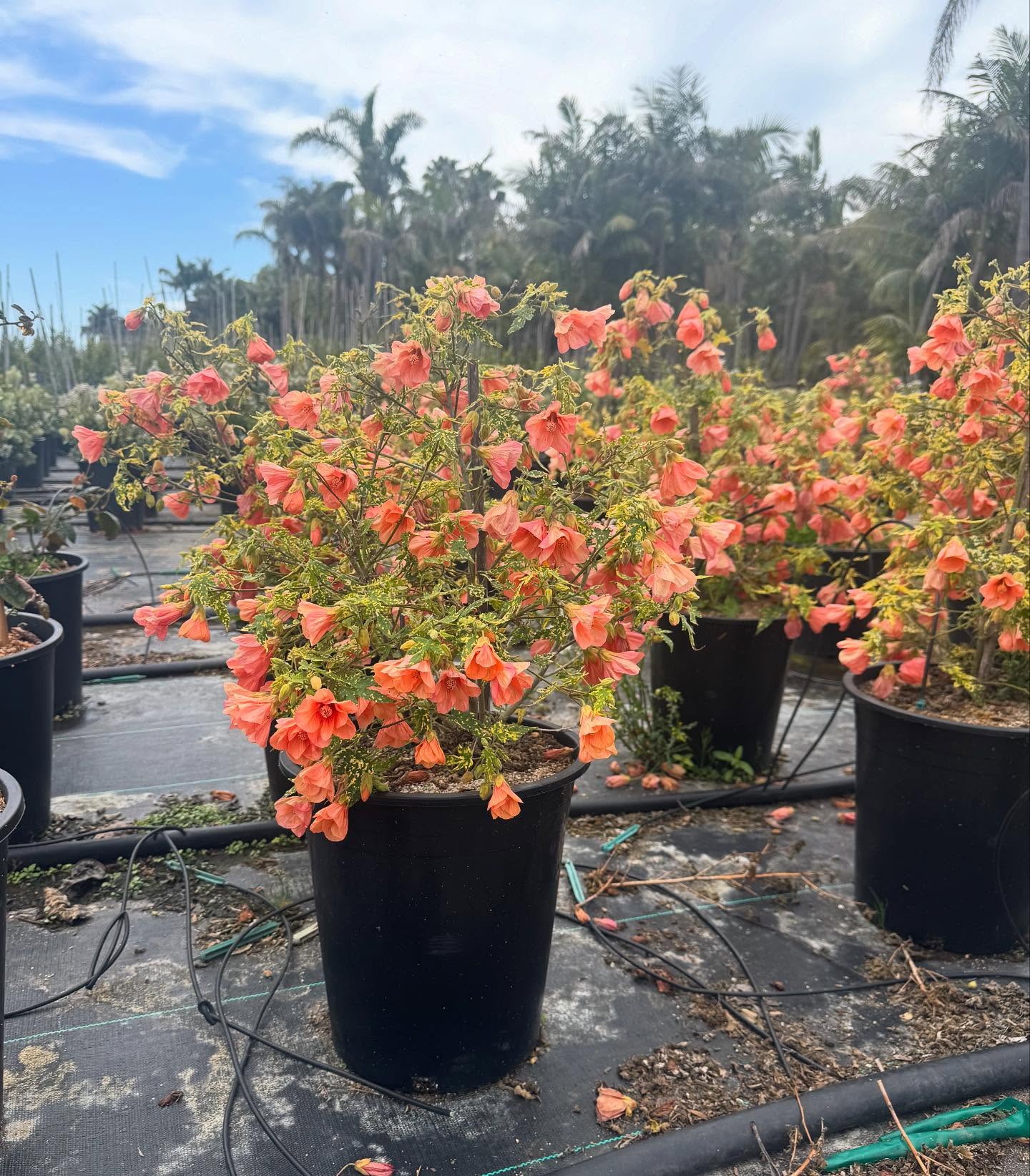 This Week’s Must-Haves ⭐️
🍃 Pictured in order:
5 g - Abutilon ‘Thompsonii’
15 g - Chondropetalum small stem
5 g - Lavendula New Madrid
5 g - Muhlenbergia cap ‘White Cloud’
Place your order today!
(805) 964-8270